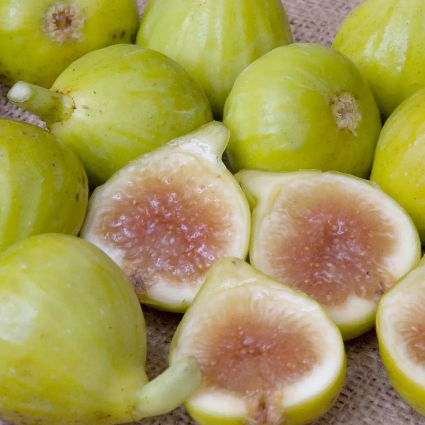 Fruit Trees>Roger's Gardens Fig 'White Kadota' - #5 Gallon