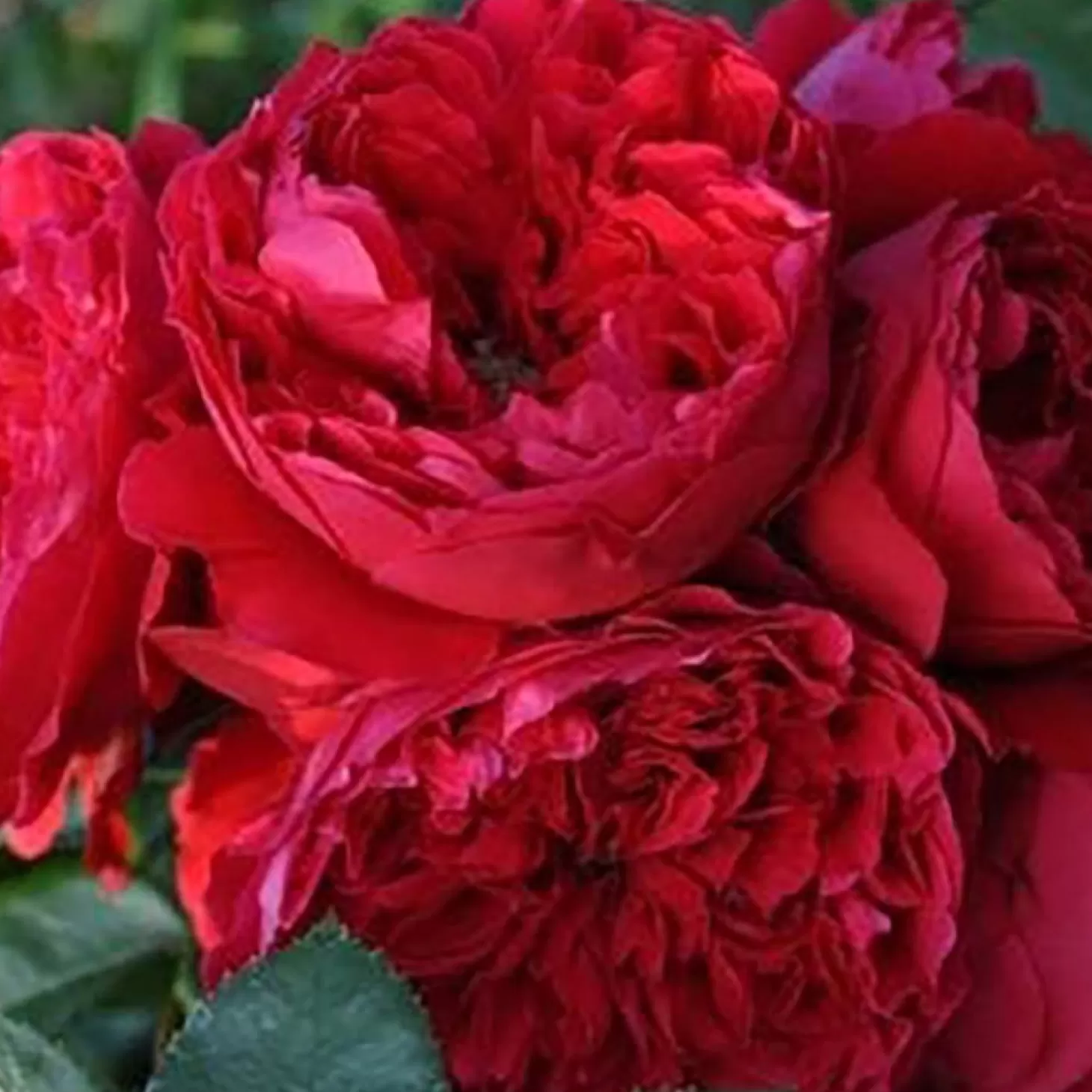 Roses>Roger's Gardens Florentina - 5 Gallon - Stk