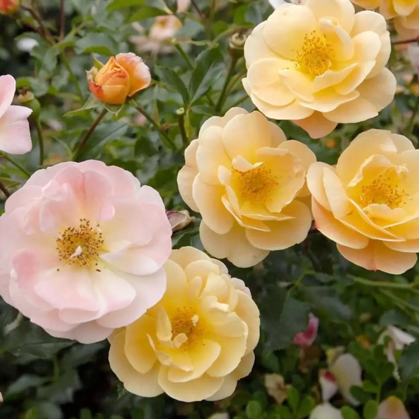 Roses>Roger's Gardens Flower Carpet Amber - 5 Gallon