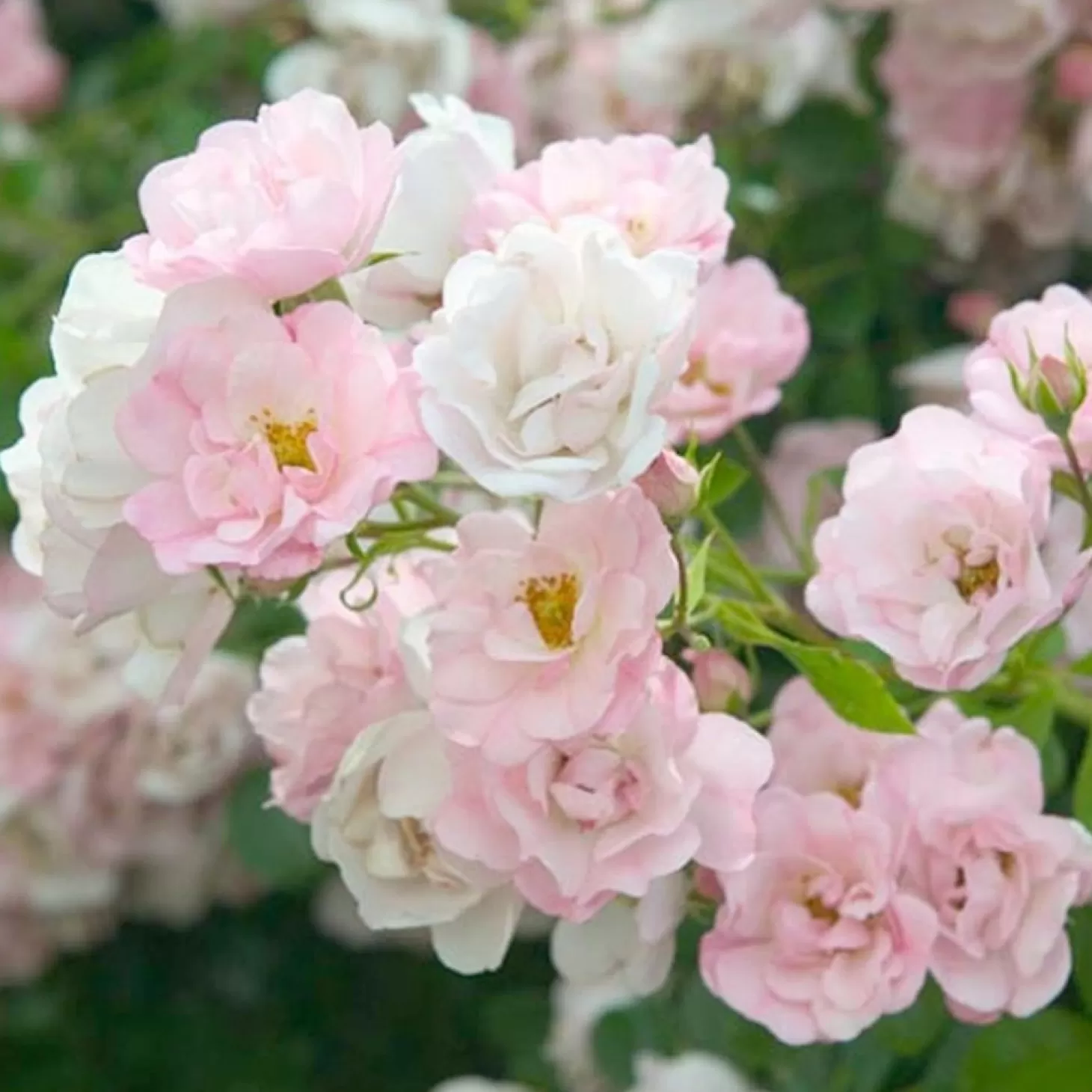 Roses>Roger's Gardens Flower Carpet Apple Blossom - 5 Gallon