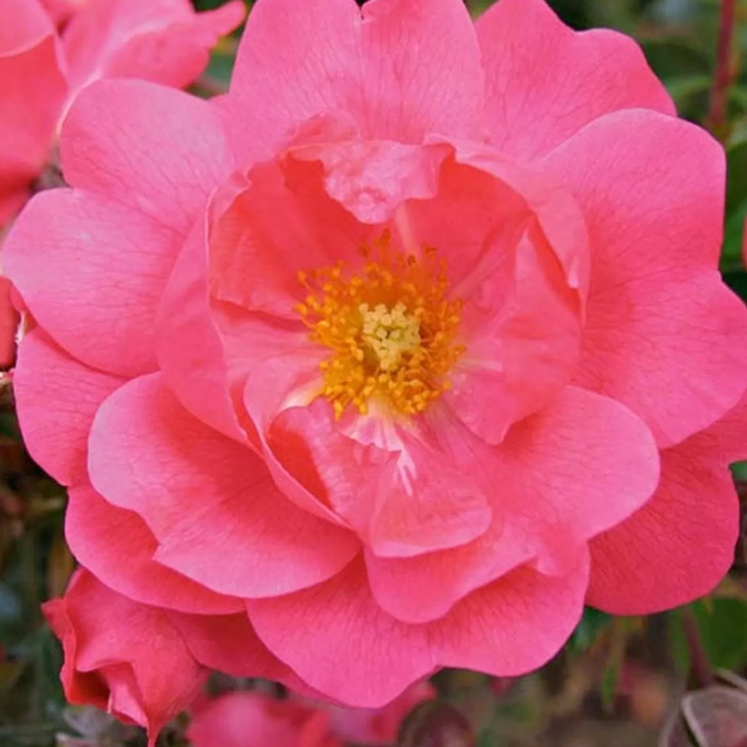 Roses>Roger's Gardens Flower Carpet Pink Supreme - 5 Gallon