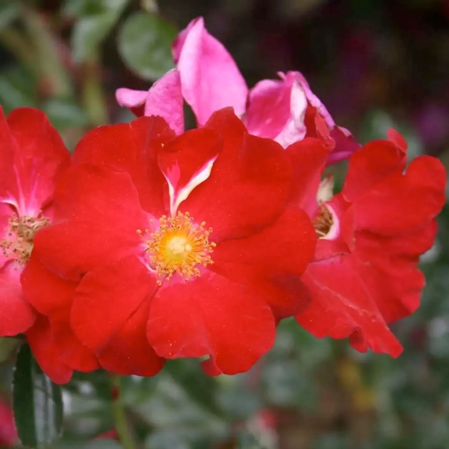 Roses>Roger's Gardens Flower Carpet Red - 5 Gallon