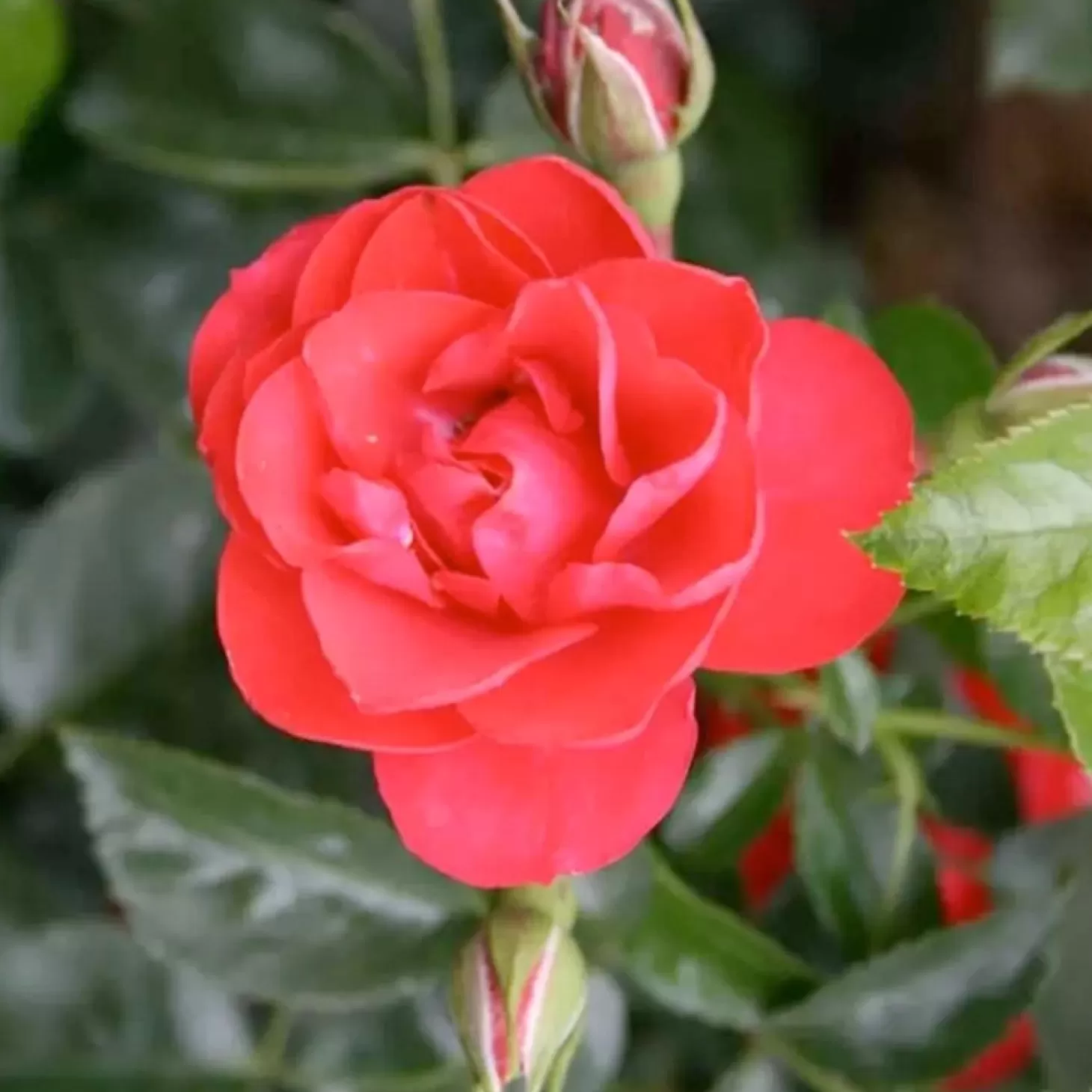 Roses>Roger's Gardens Flower Carpet Scarlet - 5 Gallon