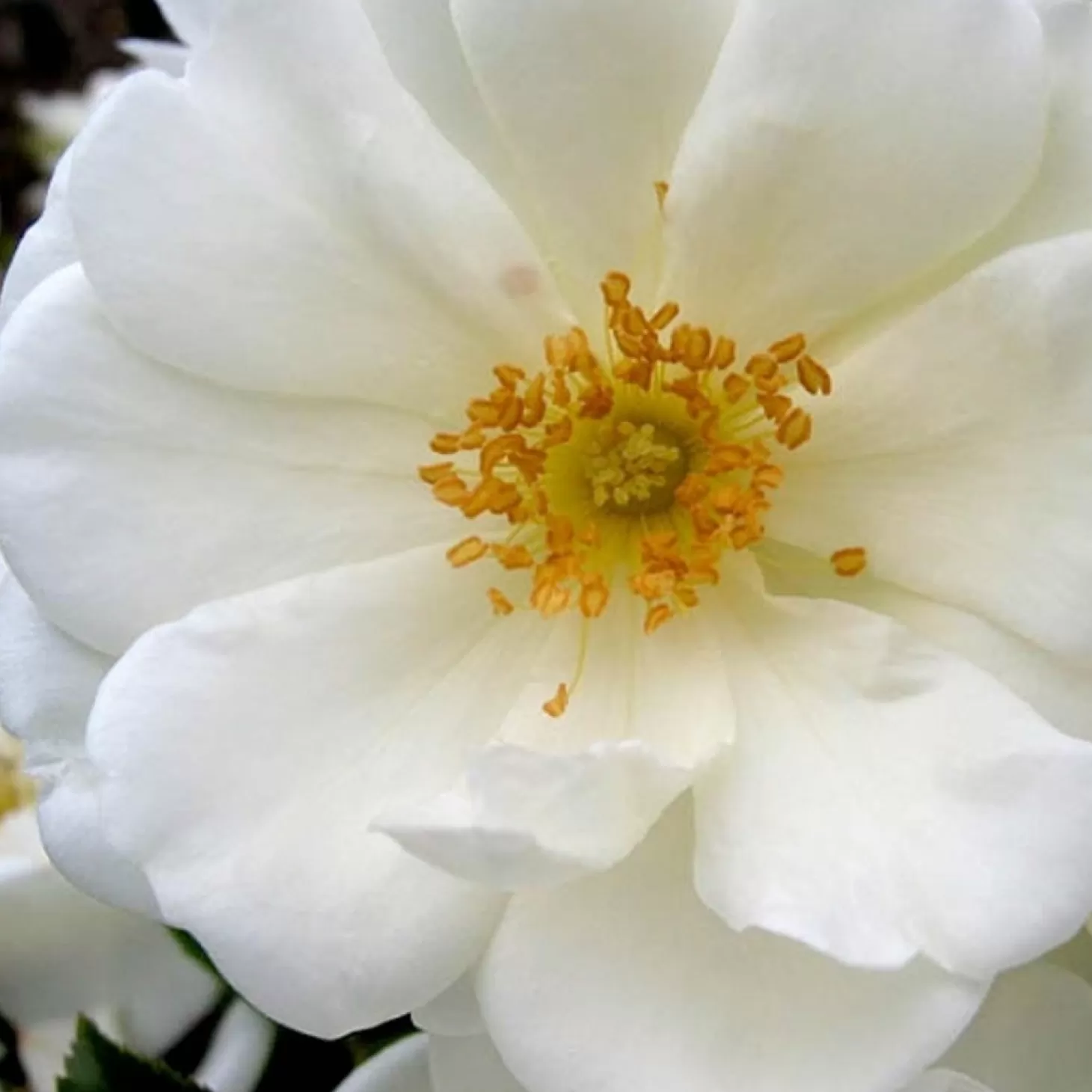 Roses>Roger's Gardens Flower Carpet White - 5 Gallon