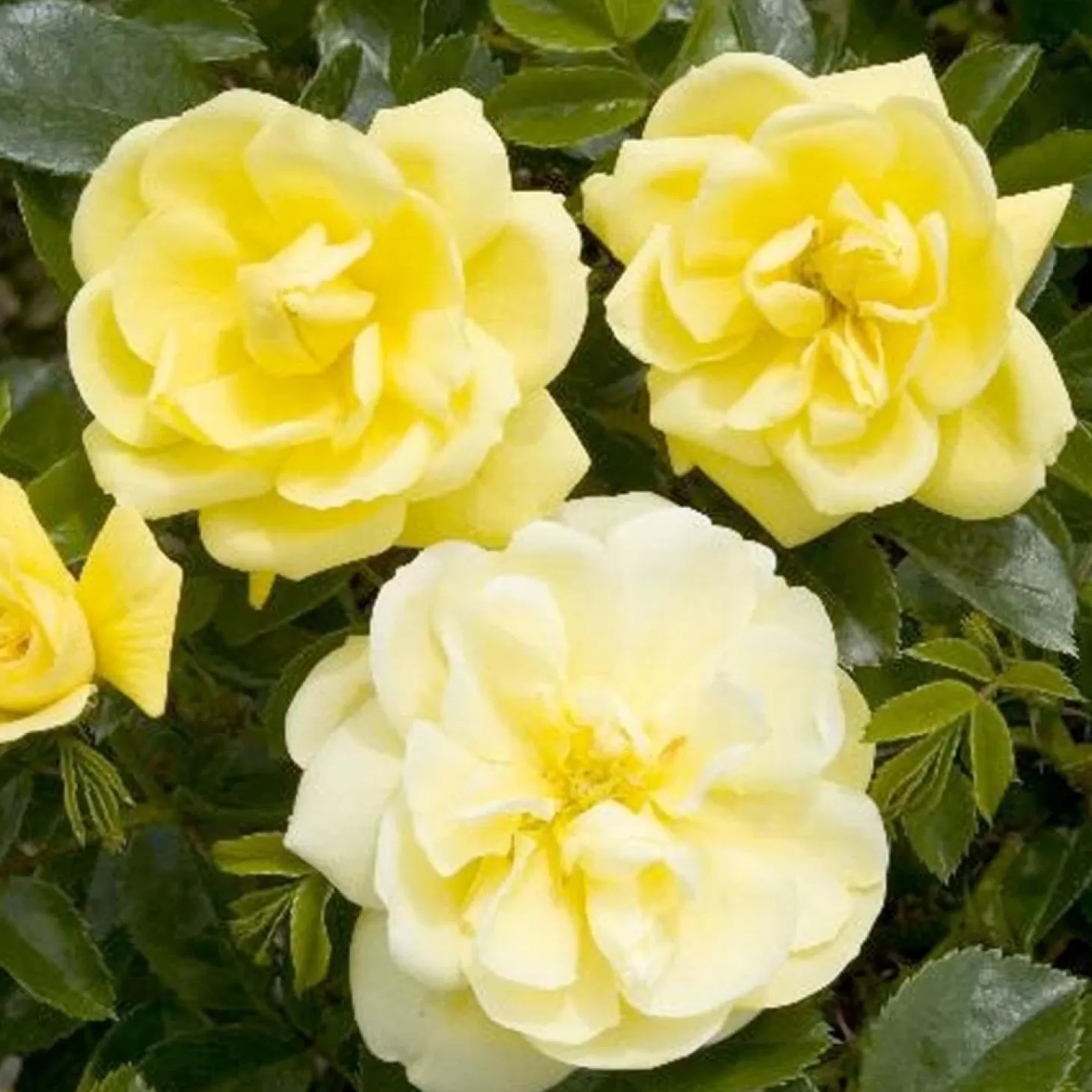 Roses>Roger's Gardens Flower Carpet Yellow - 5 Gallon