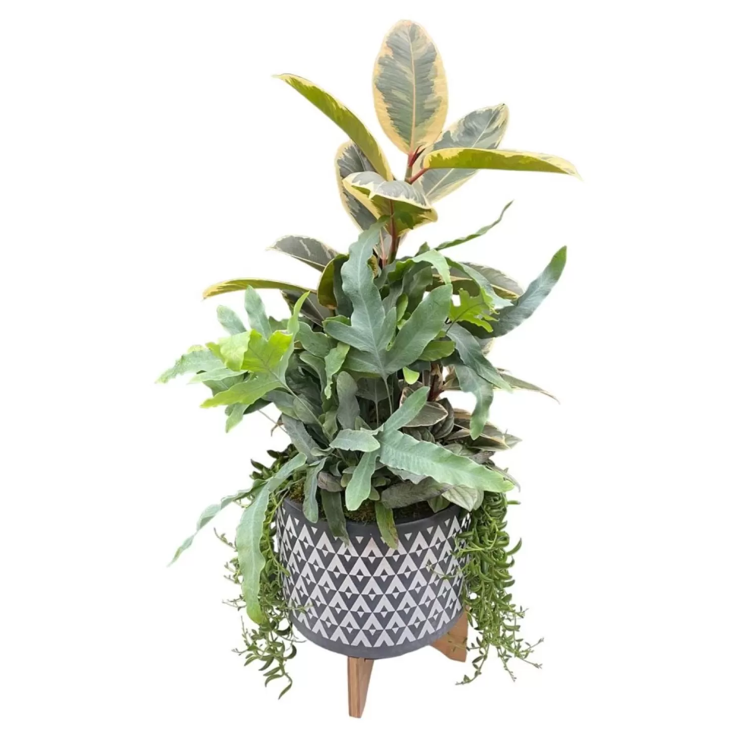 Indoor Planted Arrangements>Roger's Gardens Foliage In Large Grey Aztec Planter