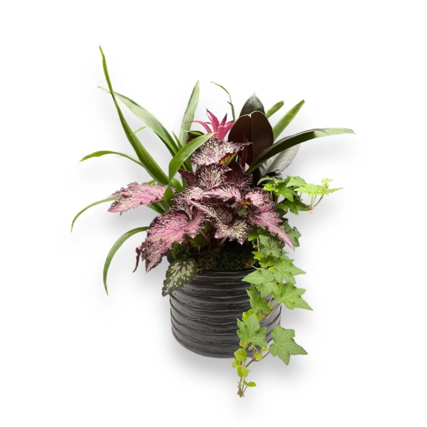 Indoor Planted Arrangements>Roger's Gardens Foliage In Small Black Ridge Planter