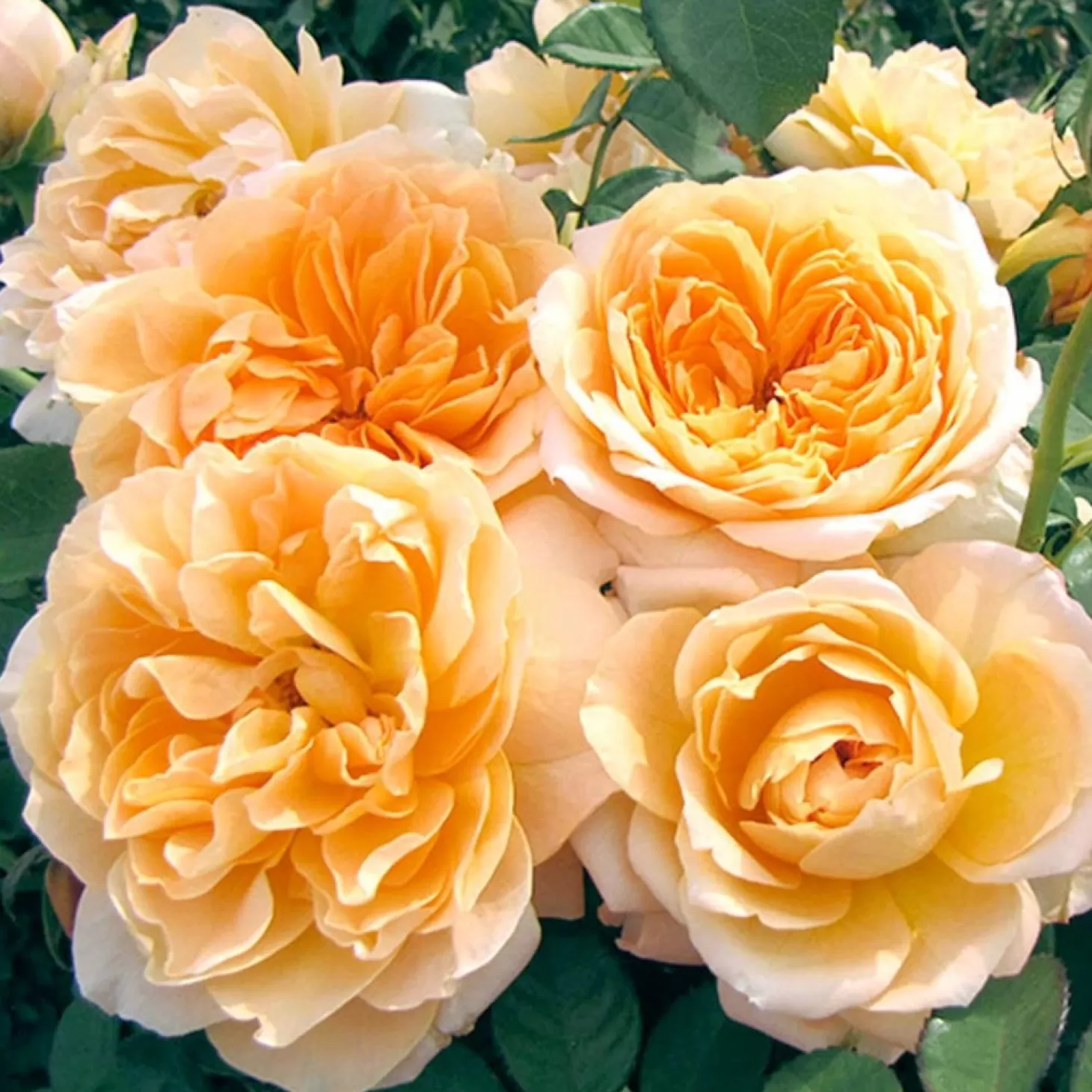 Roses>Roger's Gardens Forever Amber - 5 Gallon