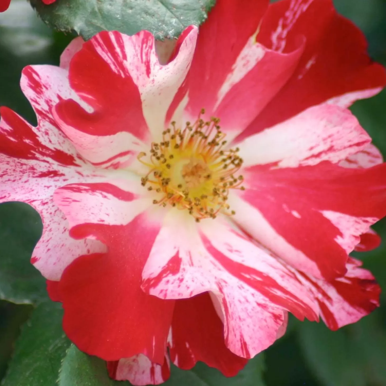 Roses>Roger's Gardens Fourth Of July - 15 Gallon