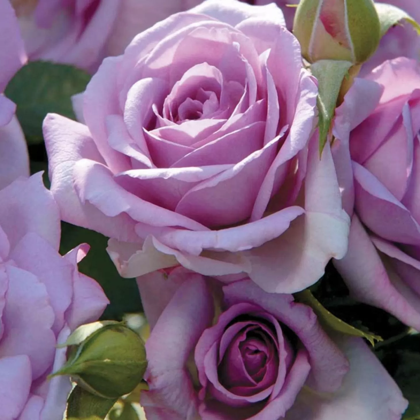 Roses>Roger's Gardens Fragrant Lavender Simplicity - 5 Gallon