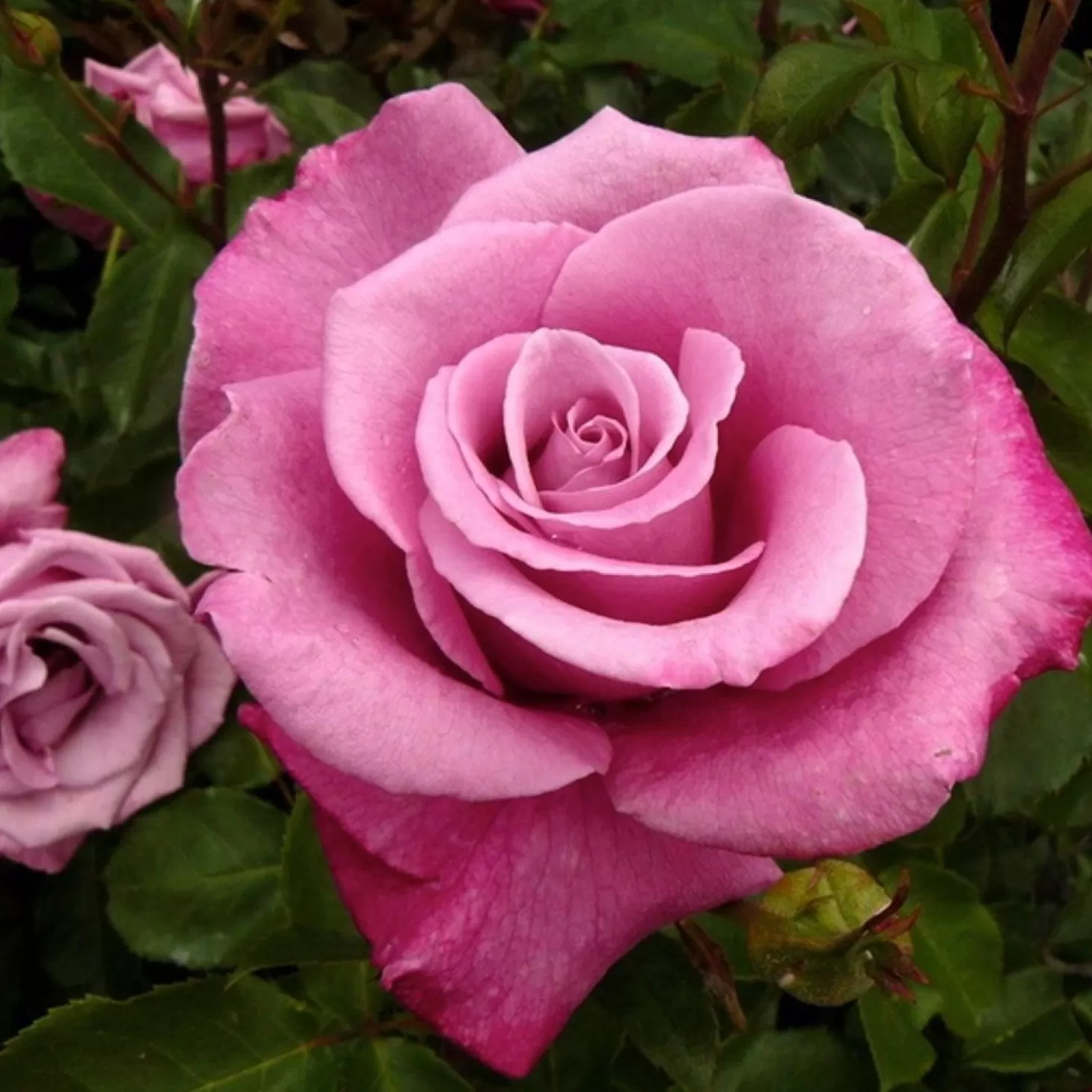 Roses>Roger's Gardens Fragrant Plum - 15 Gallon