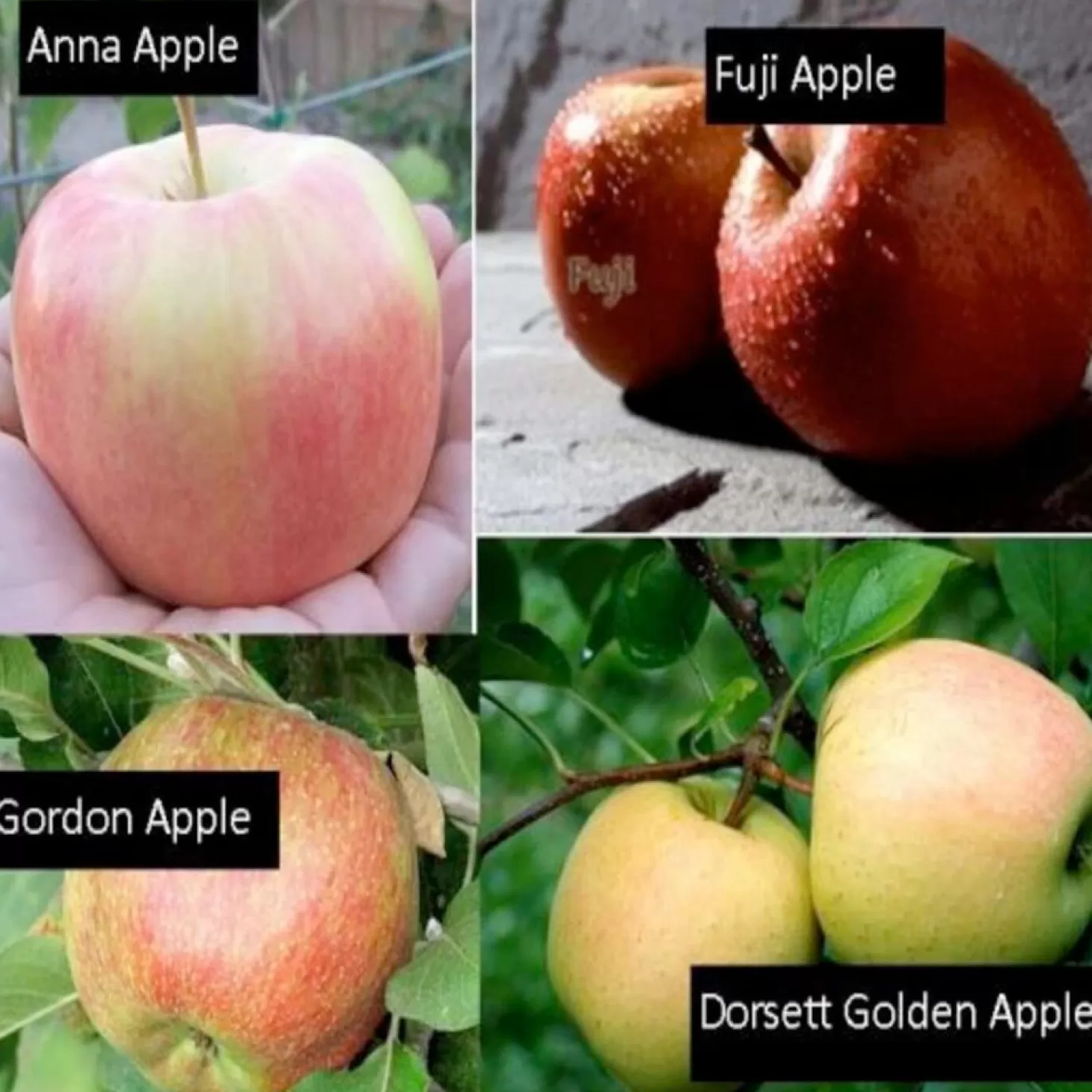 Fruit Trees>Roger's Gardens Fruit Salad - Apple Semi-Dwarf- 4 On 1 - #15 Gallon