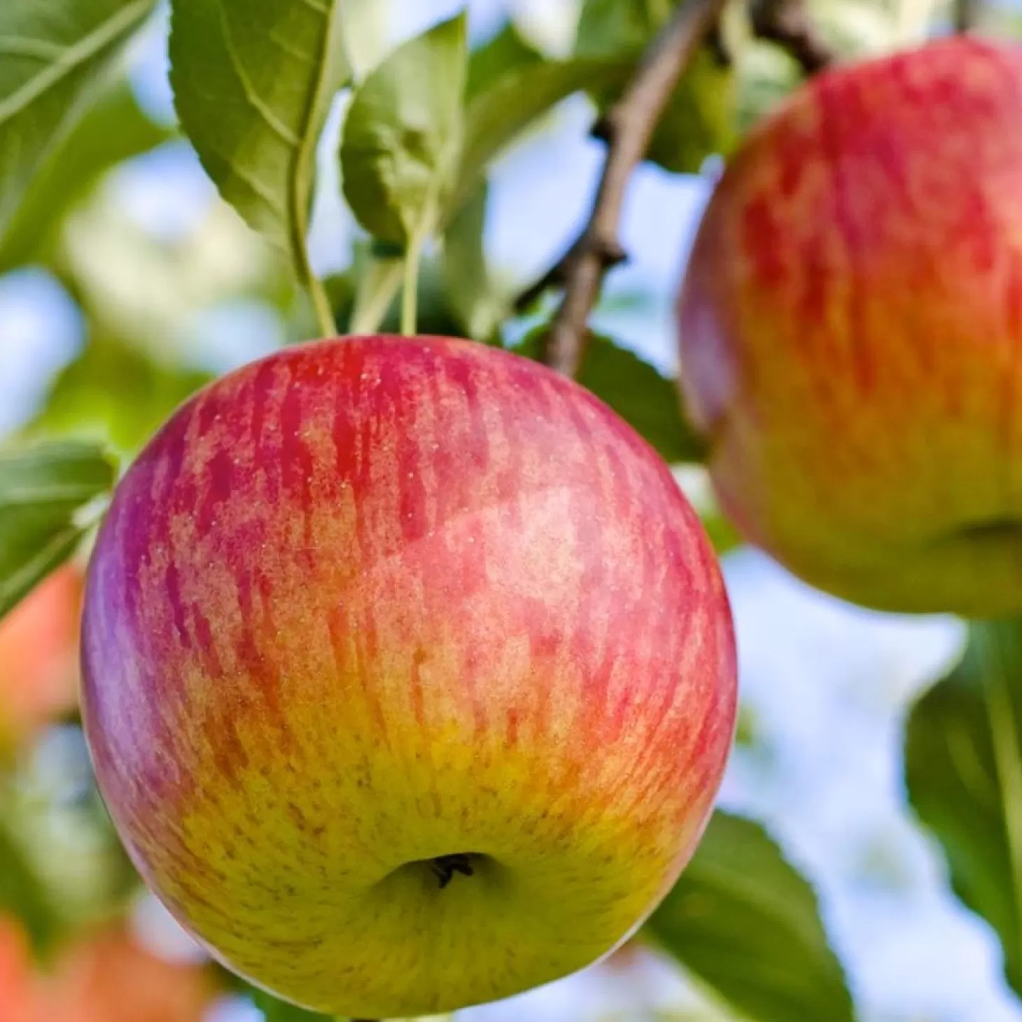 Fruit Trees>Roger's Gardens Fuji Apple - 10 Gallon