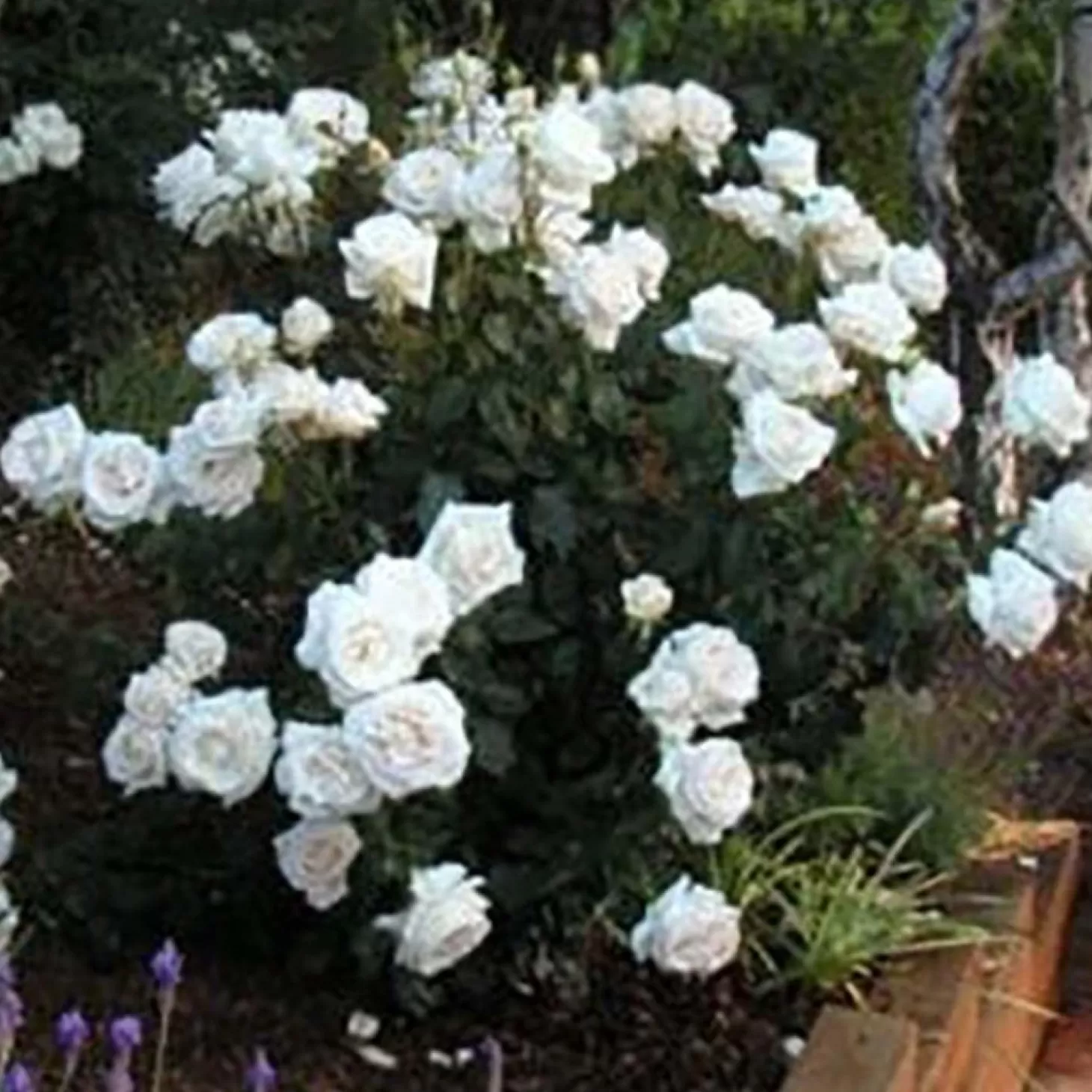 Roses>Roger's Gardens Full Sail - 36" Tree - 15 Gallon