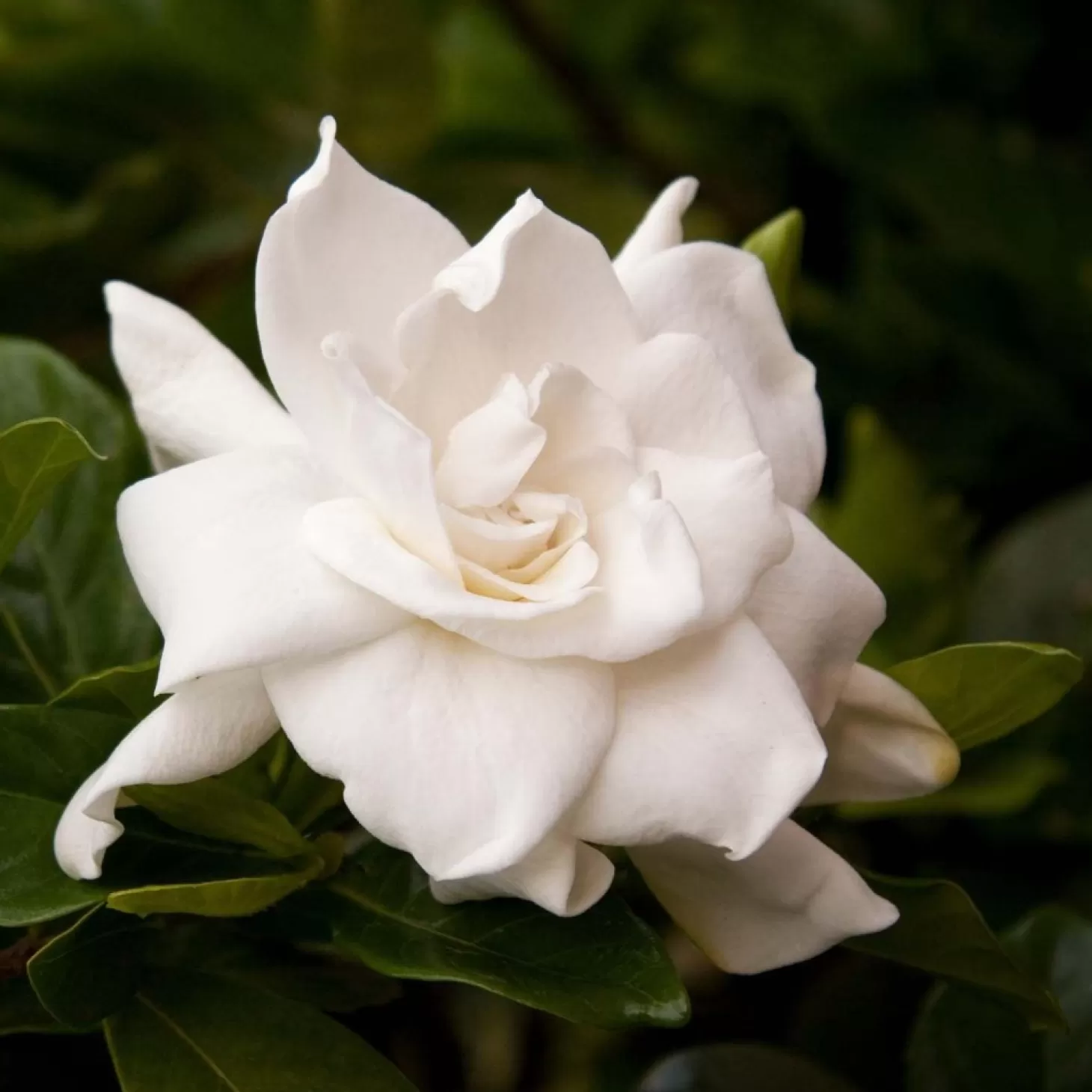 Landscape Plants>Roger's Gardens Gardenia 'August Beauty' - August Beauty Gardenia - 1 Gallon