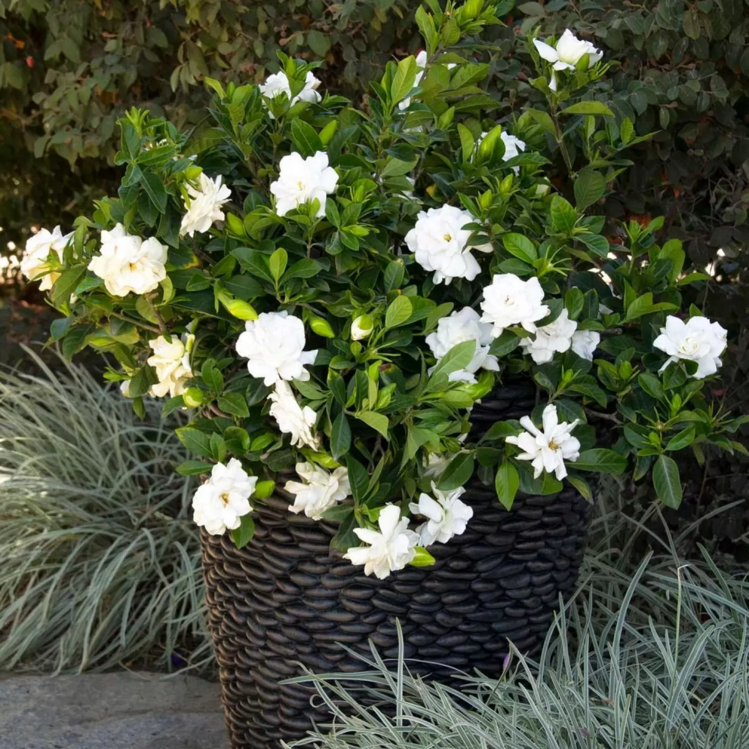 Landscape Plants>Roger's Gardens Gardenia 'August Beauty' Graft - 5 Gallon