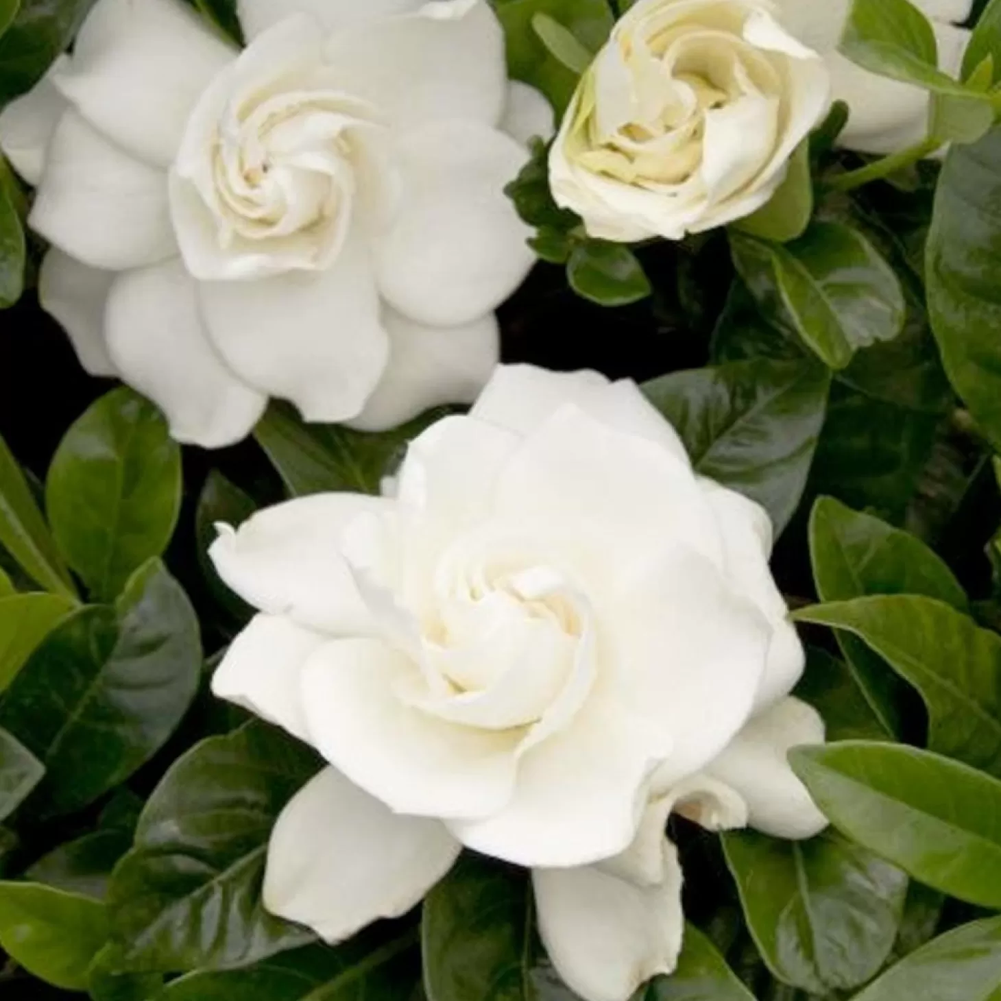 Landscape Plants>Roger's Gardens Gardenia 'First Love'® - First Love Gardenia - 1 Gallon