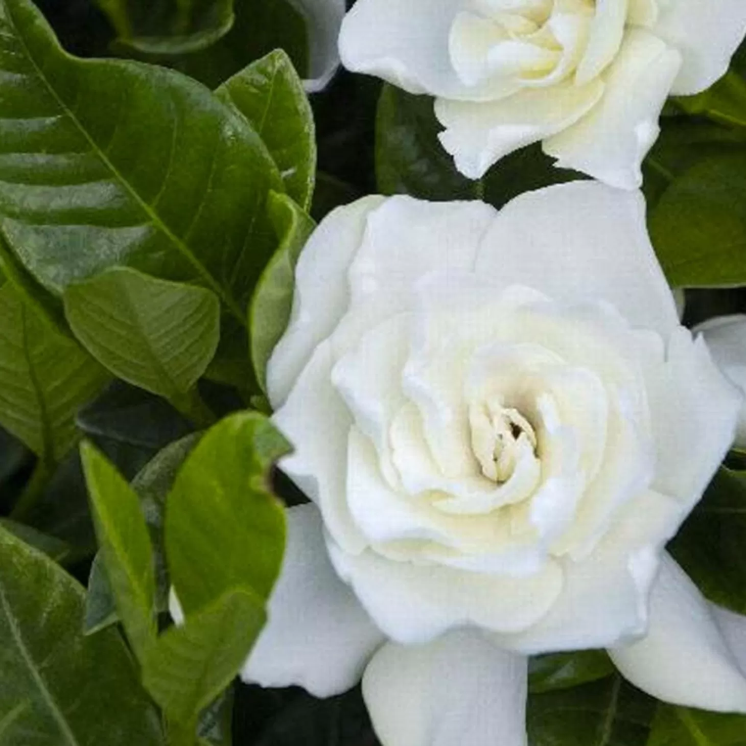 Landscape Plants>Roger's Gardens Gardenia 'Veitchii' - Everblooming Gardenia - 1 Gallon