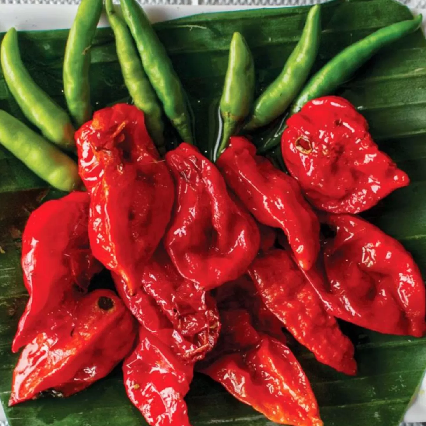 Peppers>Roger's Gardens Ghost (Bhut Jolokia) - 4" Pot