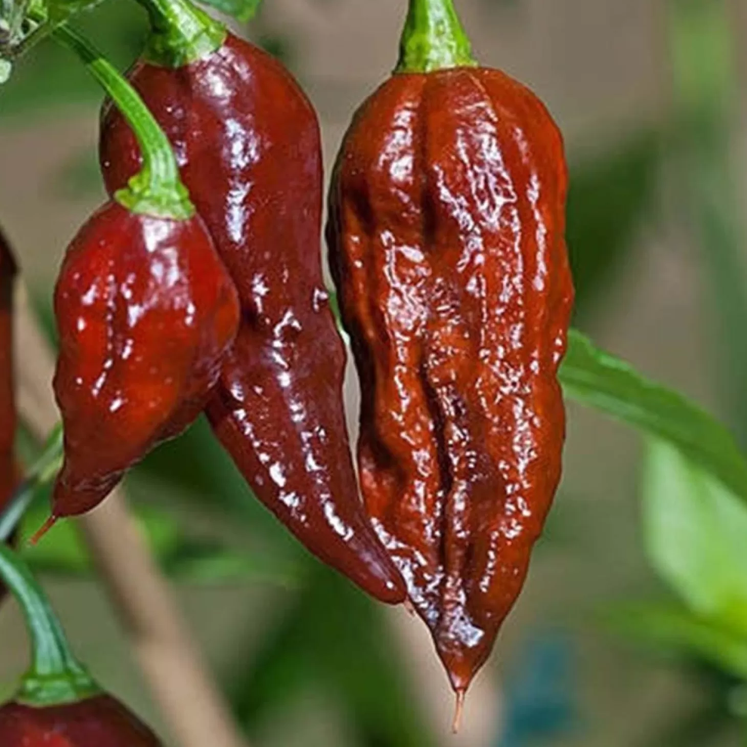 Peppers>Roger's Gardens Ghost (Bhut Jolokia) Chocolate - 4" Pot