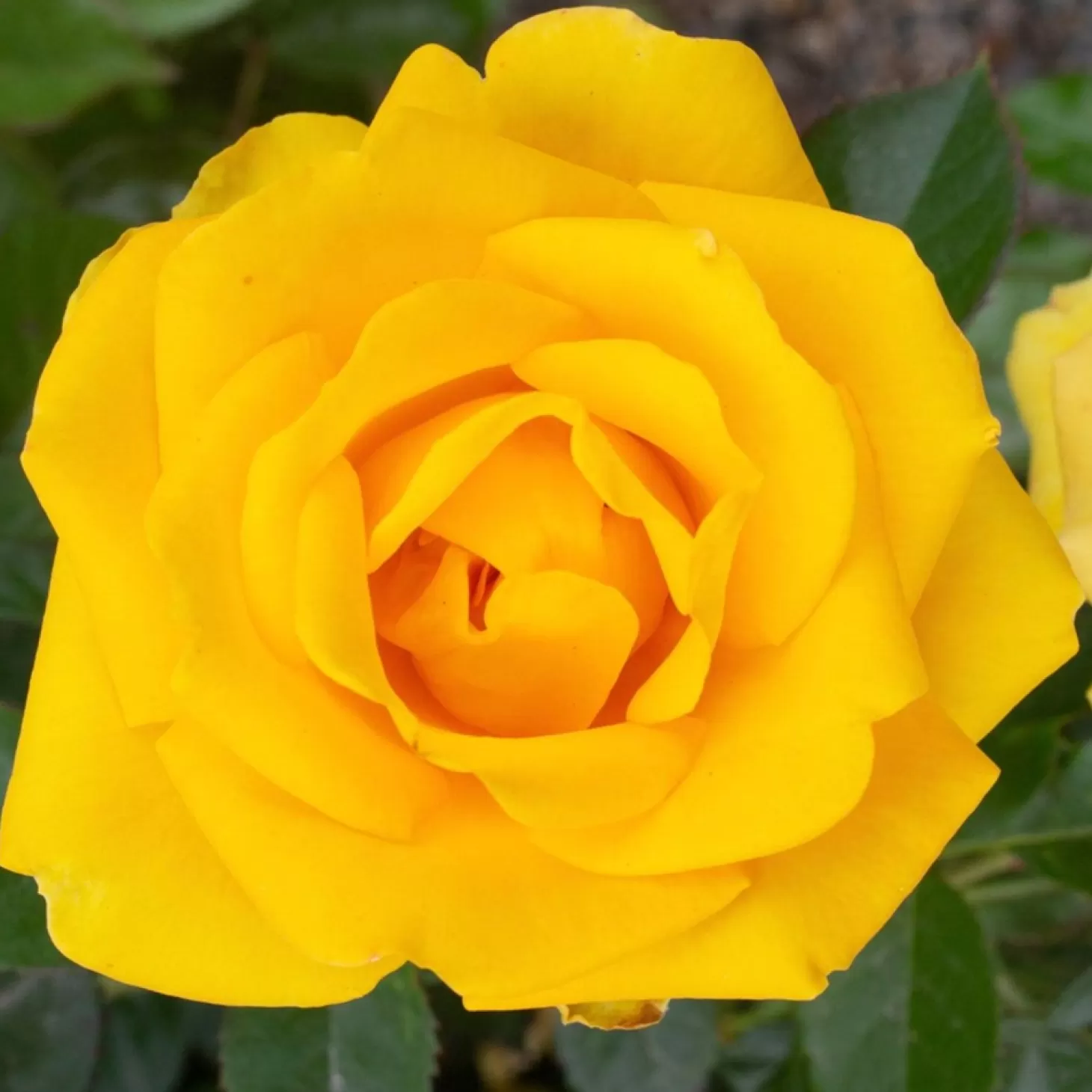 Roses>Roger's Gardens Gilded Sun - 5 Gallon