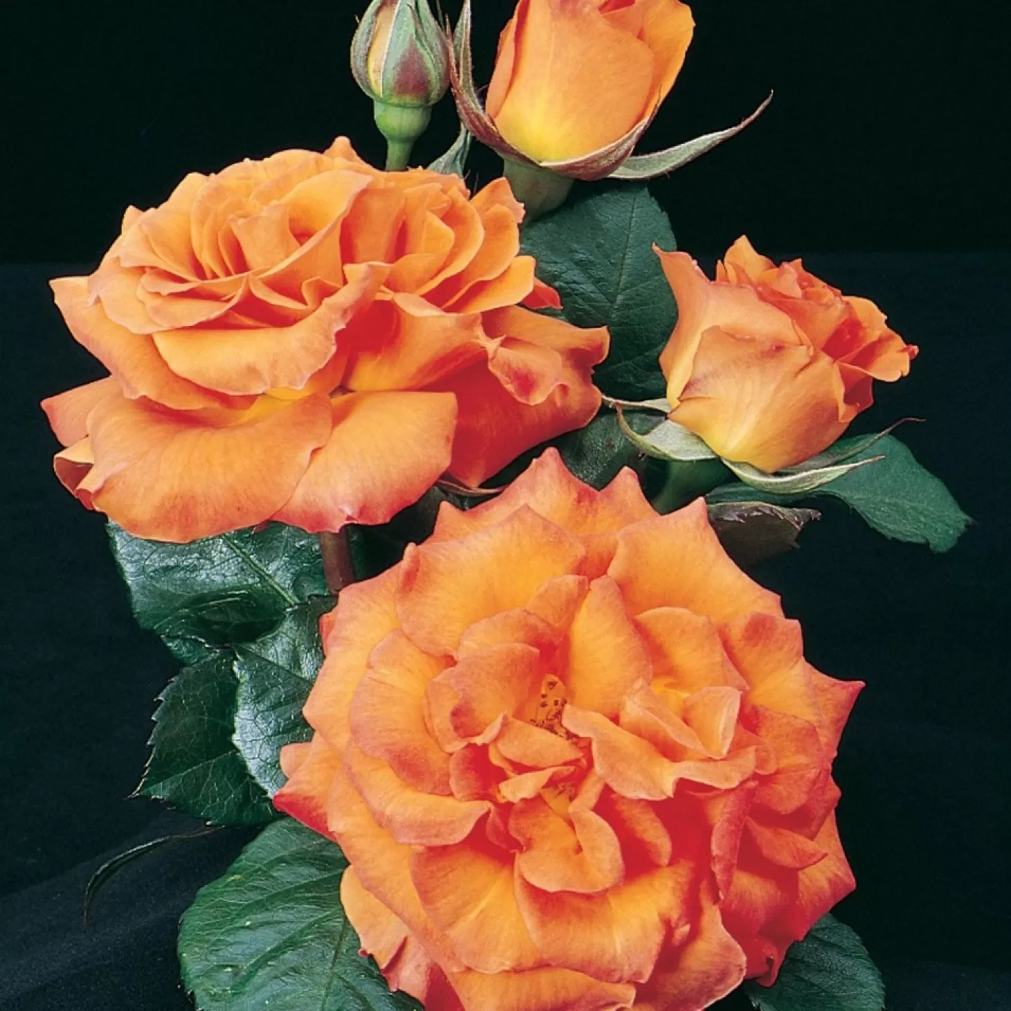 Roses>Roger's Gardens Gingersnap - 5 Gallon