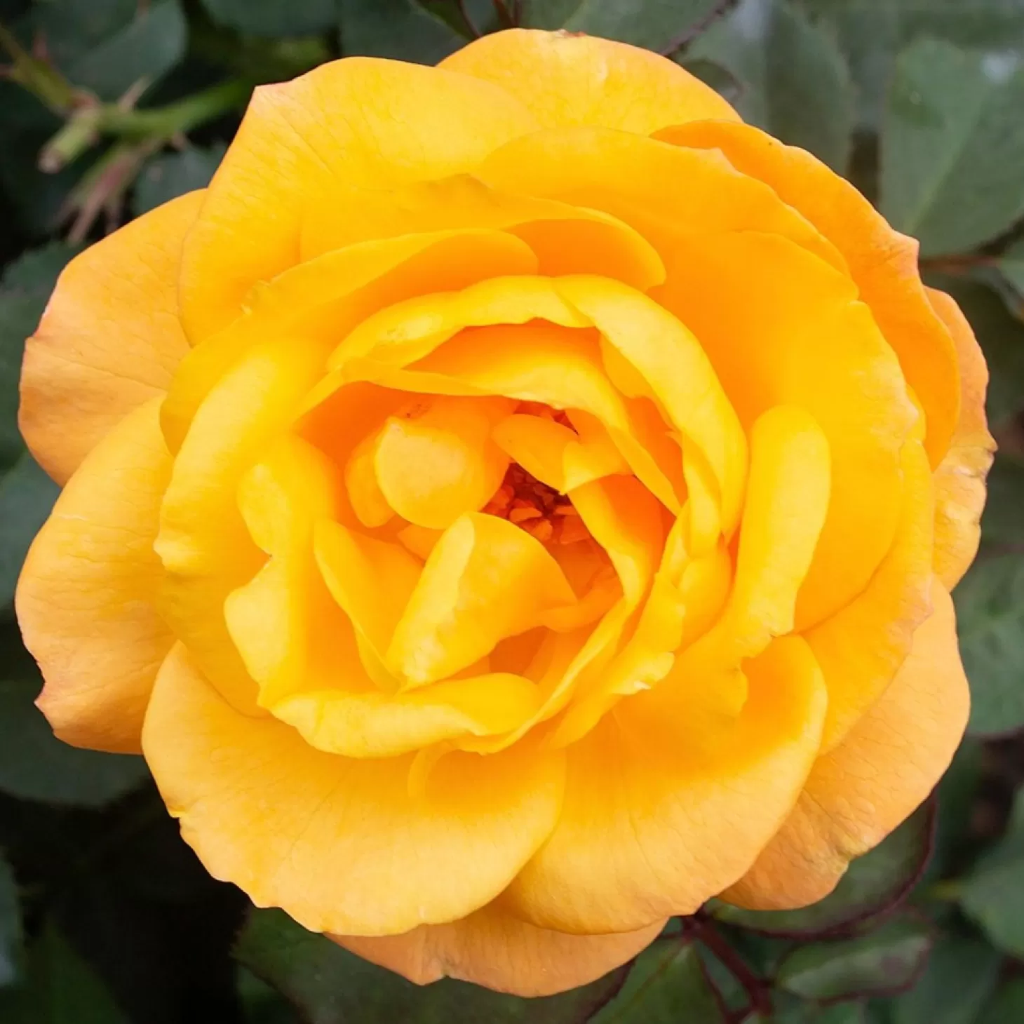 Roses>Roger's Gardens Golden Celebration - Climbing - 15 Gallon