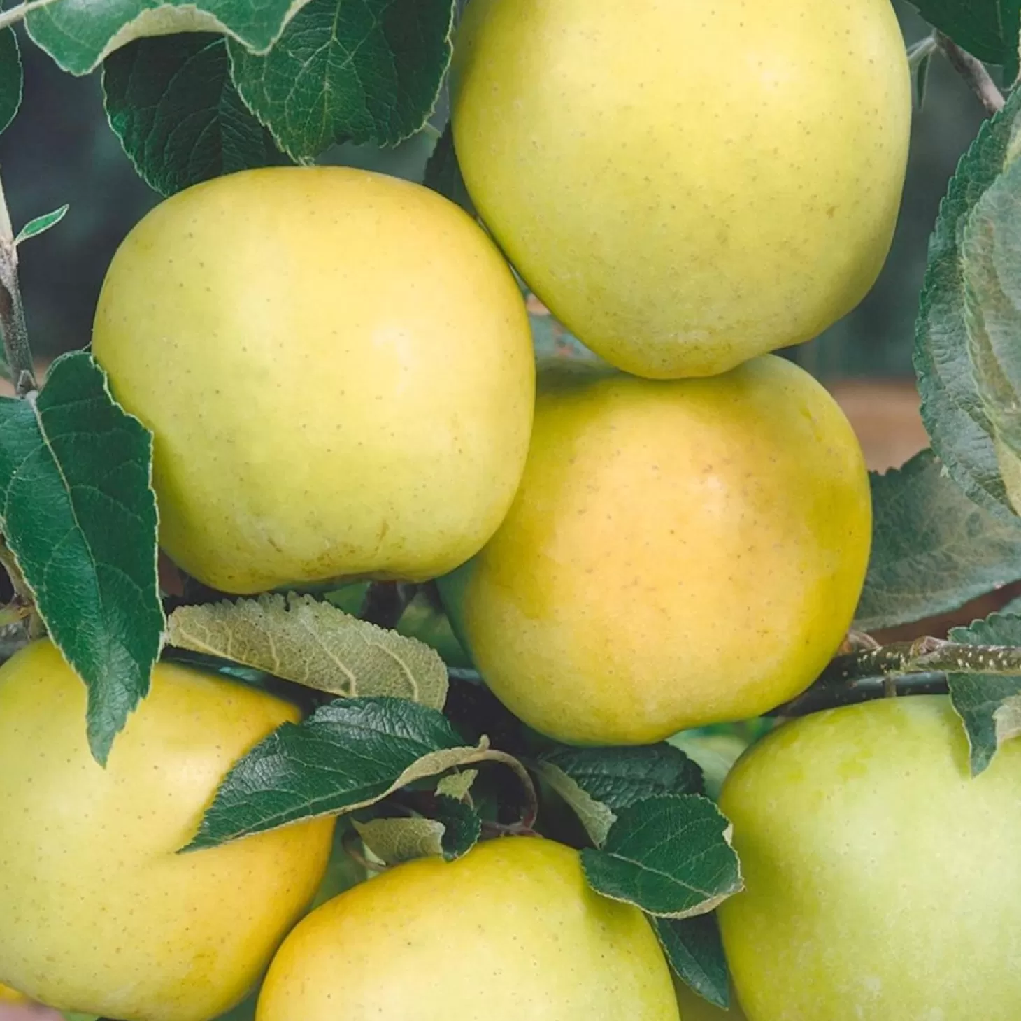 Landscape Plants>Roger's Gardens Golden Delicious Apple - 10 Gallon