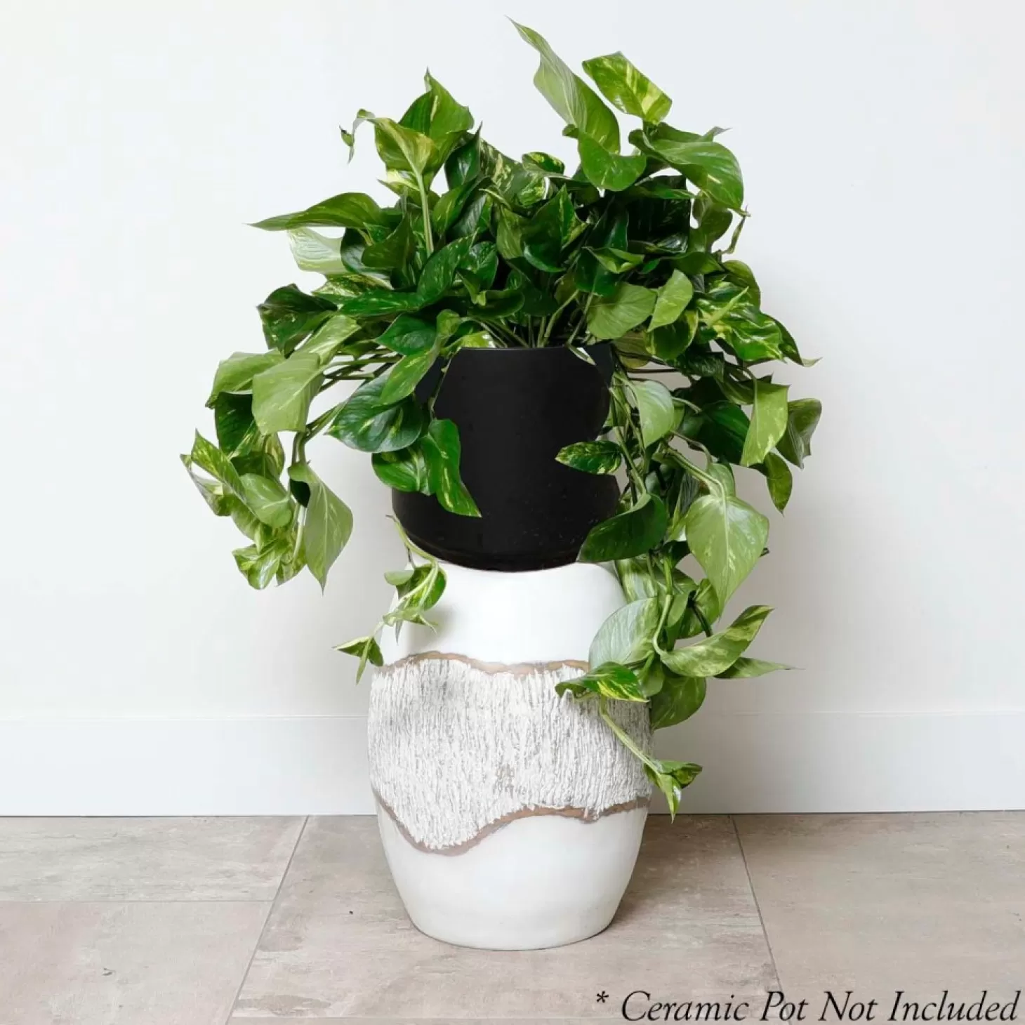 Indoor Plants>Roger's Gardens Golden Pothos - Epipremnum Aureum - 10" Pot