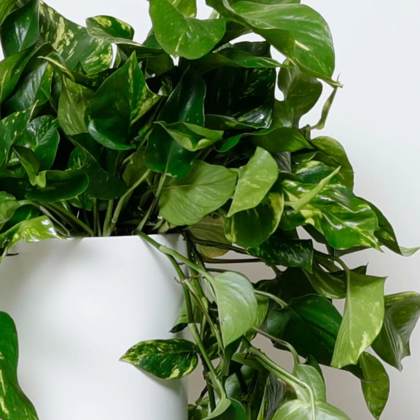 Indoor Plants>Roger's Gardens Golden Pothos - Epipremnum Aureum - 10" Pot