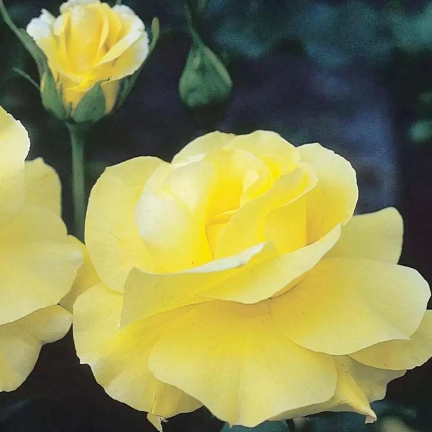 Roses>Roger's Gardens Golden Shower - 15 Gallon