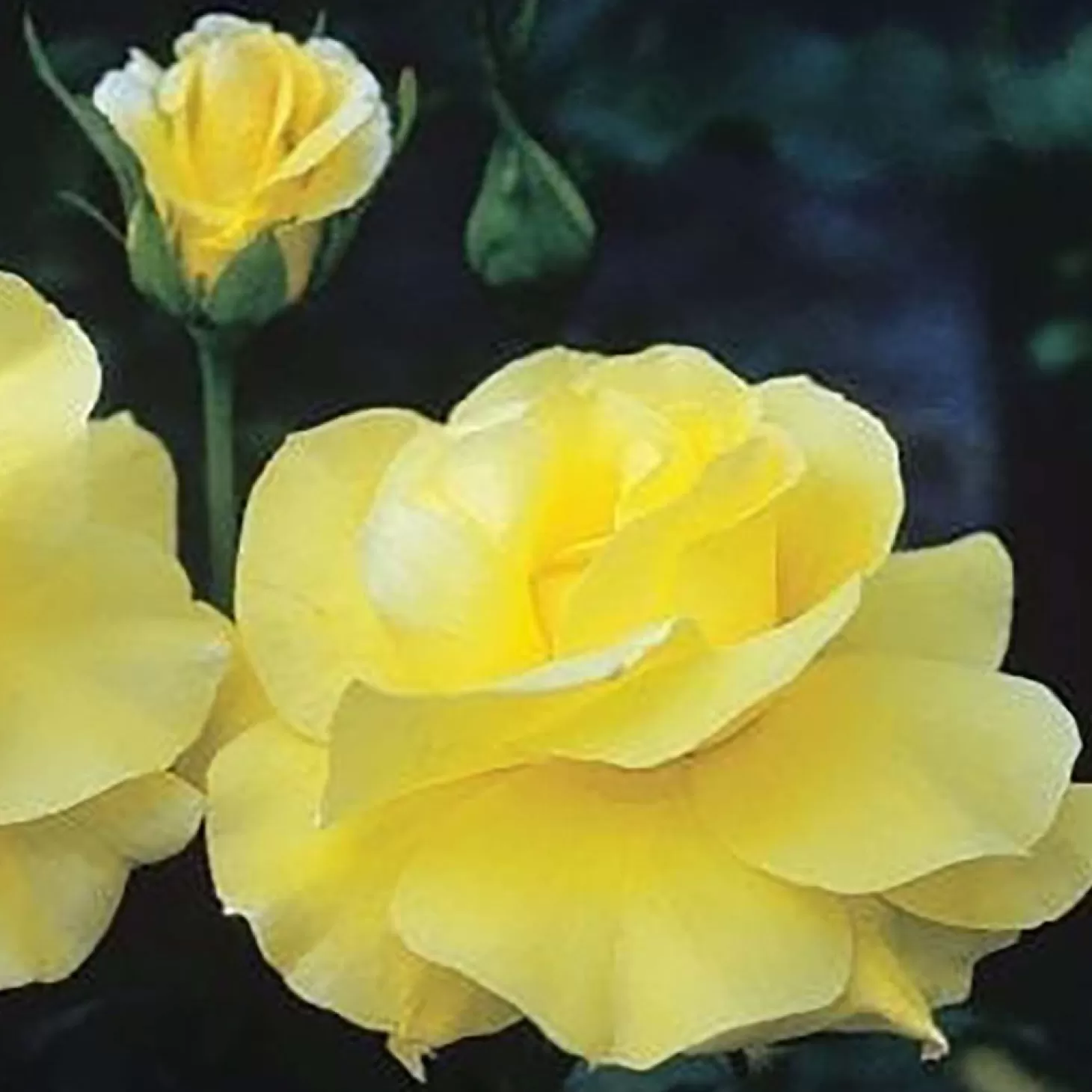 Roses>Roger's Gardens Golden Showers - 5 Gallon