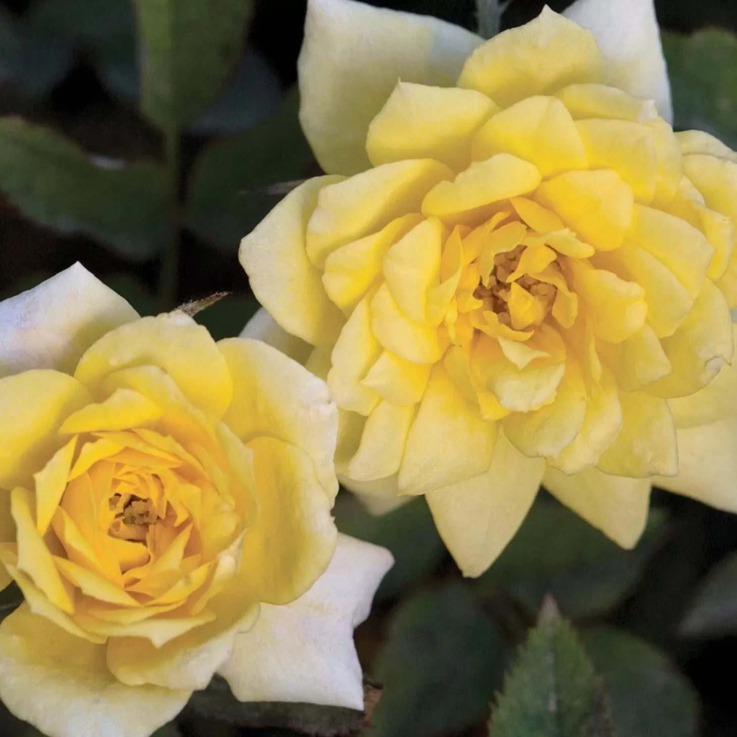 Roses>Roger's Gardens Golden Sunblaze - Mini - 3 Gallon