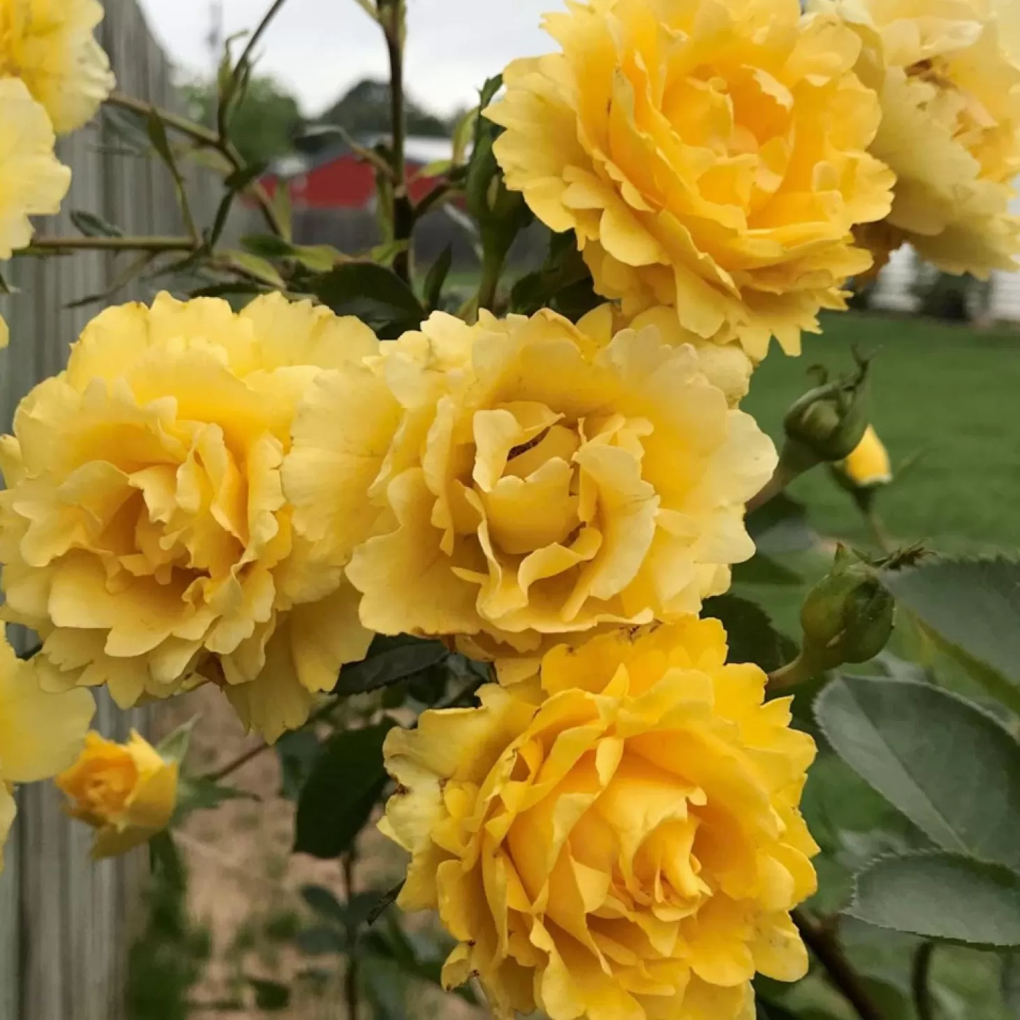 Roses>Roger's Gardens Good Day Sunshine - Climbing - Staked - 15 Gallon