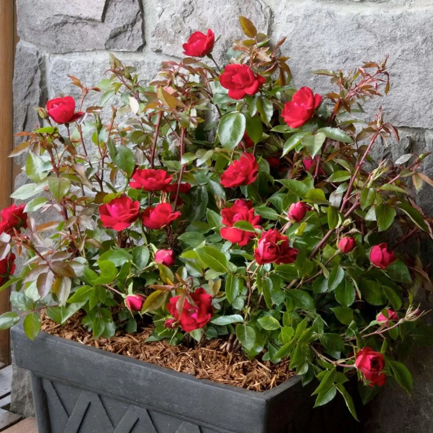 Landscape Plants>Roger's Gardens Grace N Grit Red® Pp - 2 Gallon