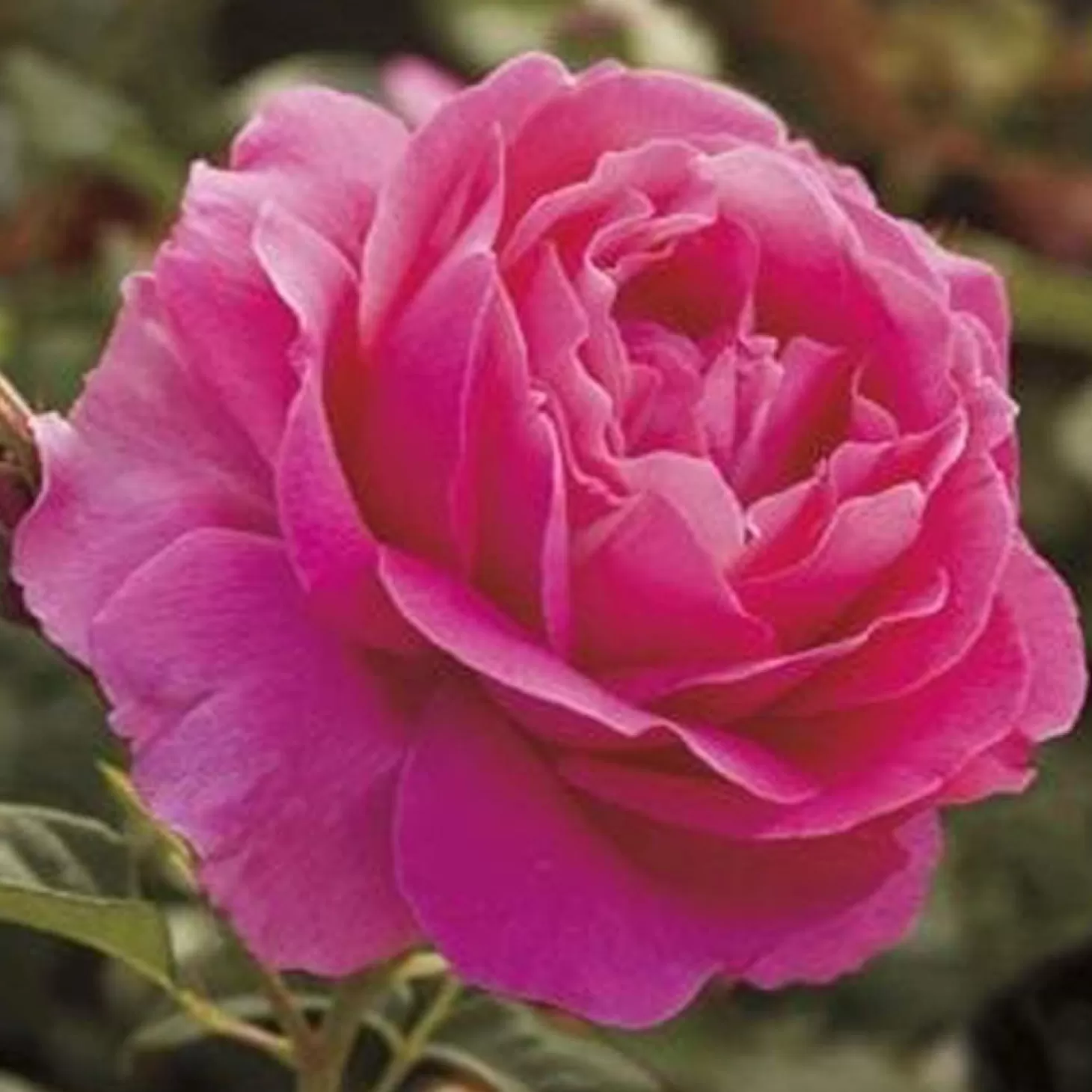 Roses>Roger's Gardens Grande Dame - 36" Tree - 5 Gallon