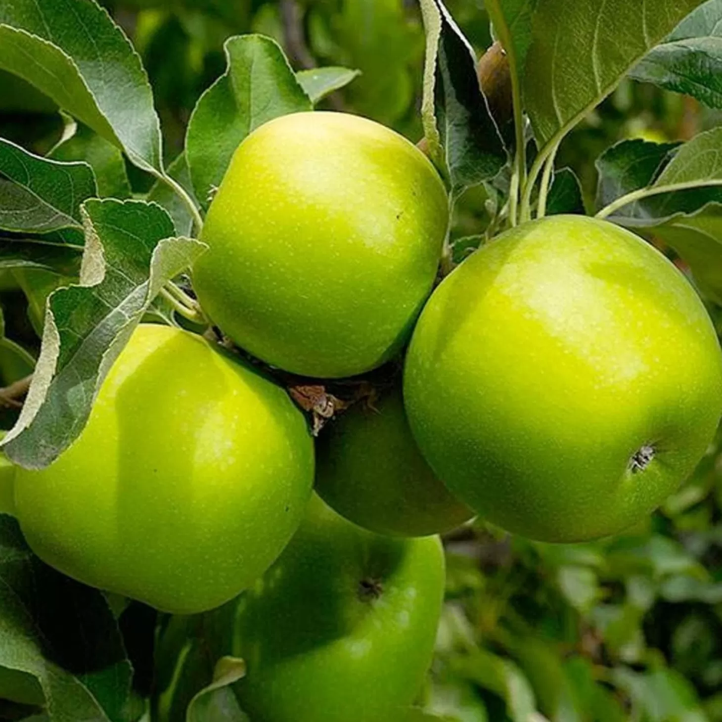 Landscape Plants>Roger's Gardens Granny Smith Apple - 10 Gallon