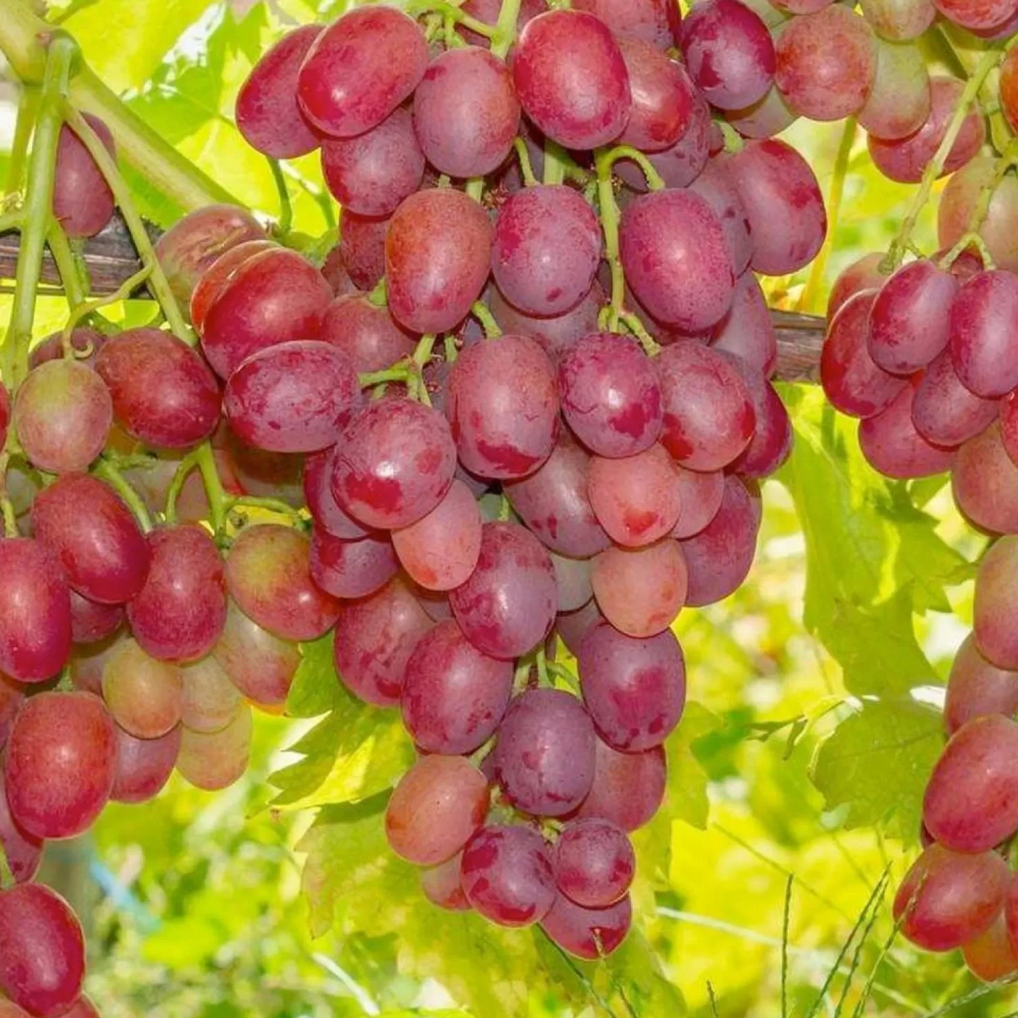 Fruit Trees>Roger's Gardens Grape 'Canadice' - Seedless - #5 Gallon