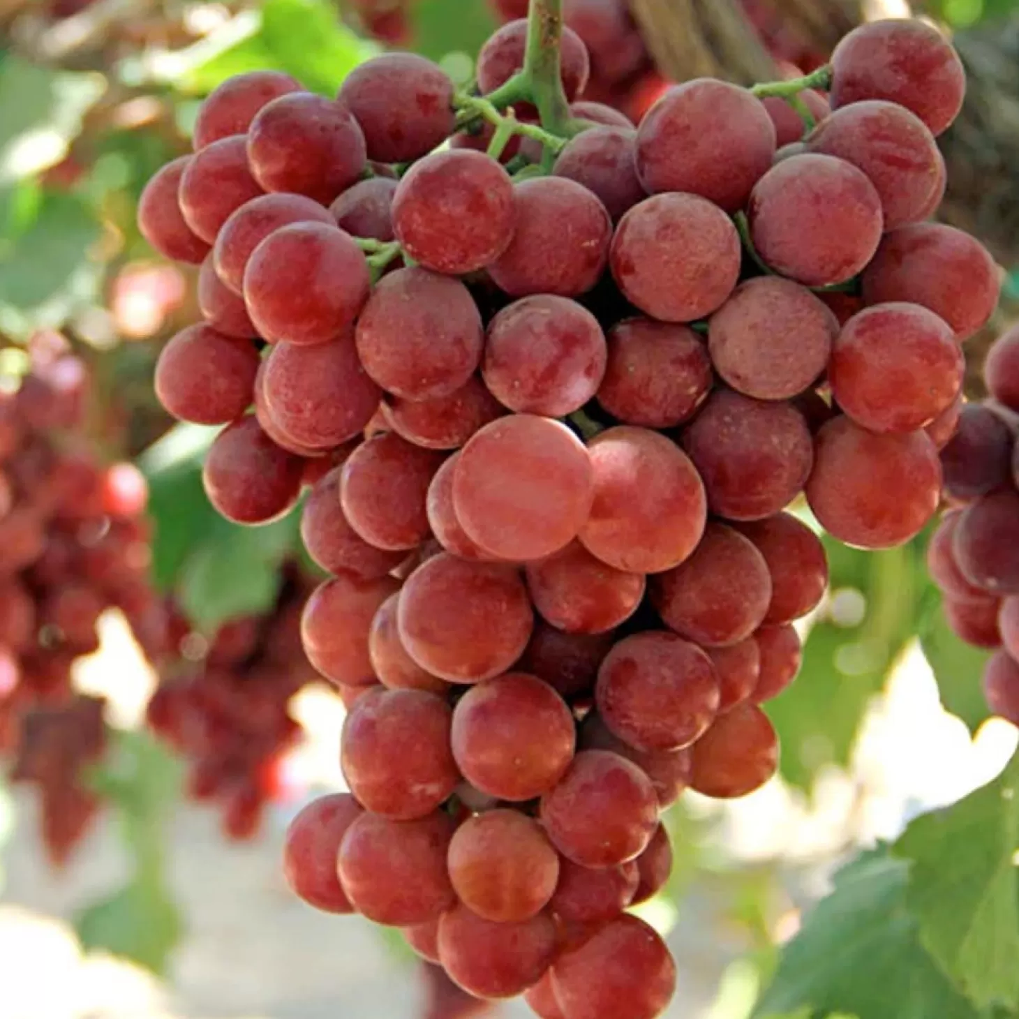 Fruit Trees>Roger's Gardens Grape 'Flame' - Seedless - #3 Gallon