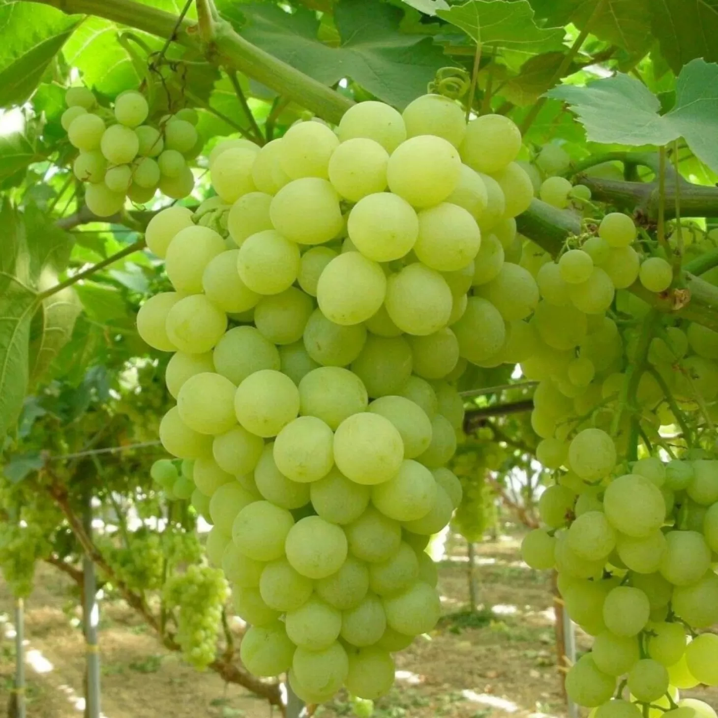 Fruit Trees>Roger's Gardens Grape 'Thompson' - Seedless - #5 Gallon