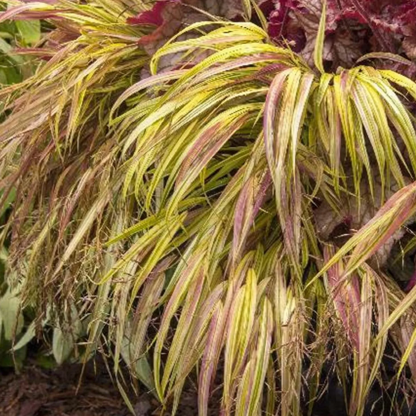 Landscape Plants>Roger's Gardens Hakonechloa Macra 'All Gold' - Gold Hakone Grass - 1 Gallon