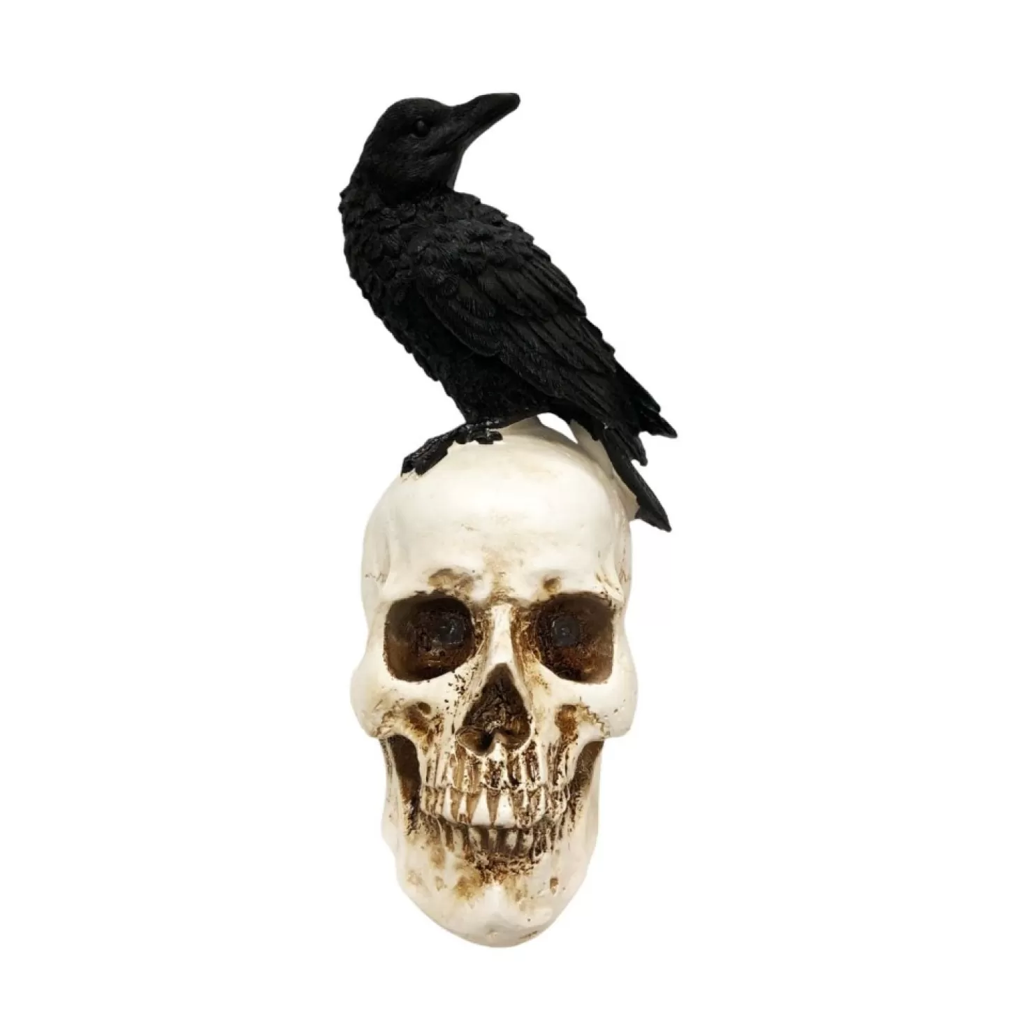 Halloween Decor>Roger's Gardens Halloween Lighted Black Crow On Spooky Skull - 9.5" Tall