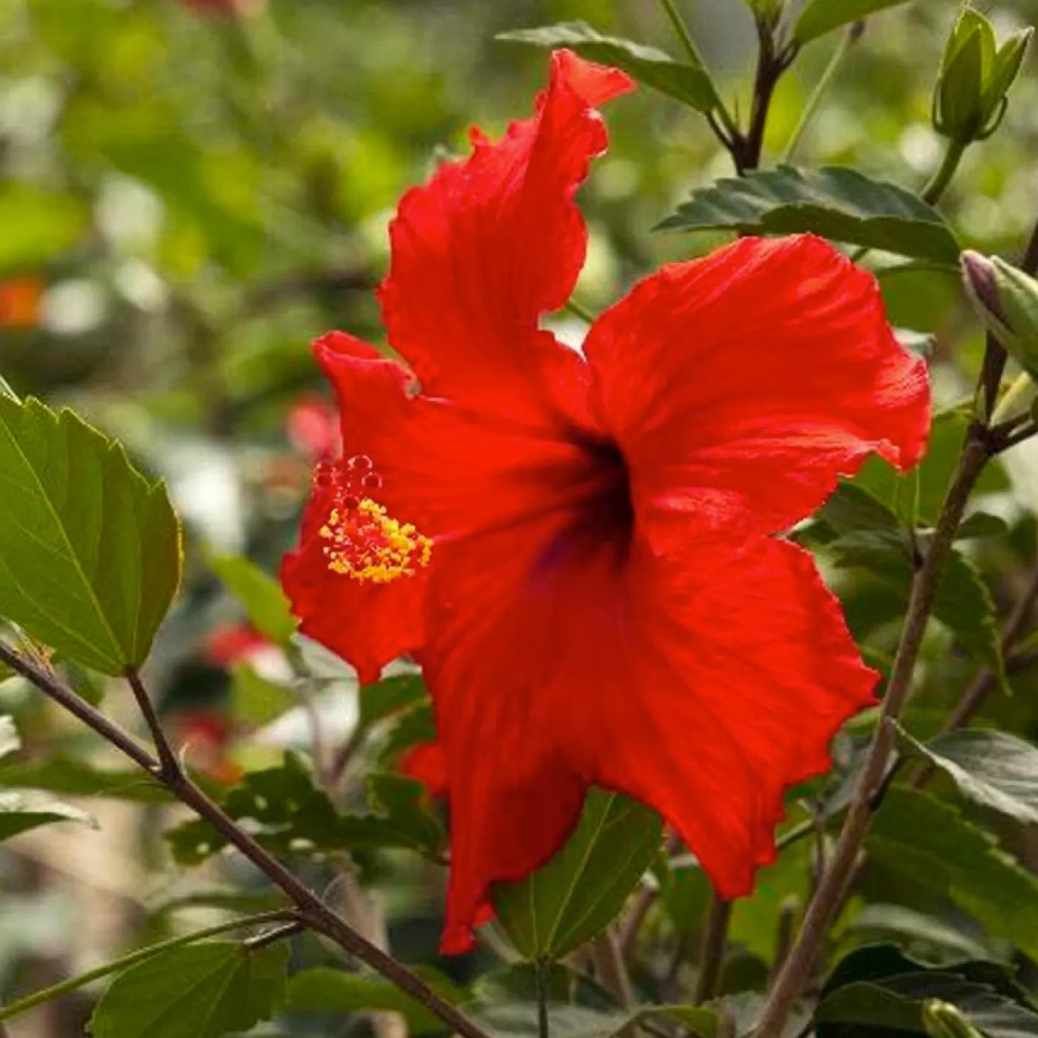 Landscape Plants>Roger's Gardens Hibiscus Rosa-S. 'Brilliant' - Brilliant Hibiscus - 1 Gallon