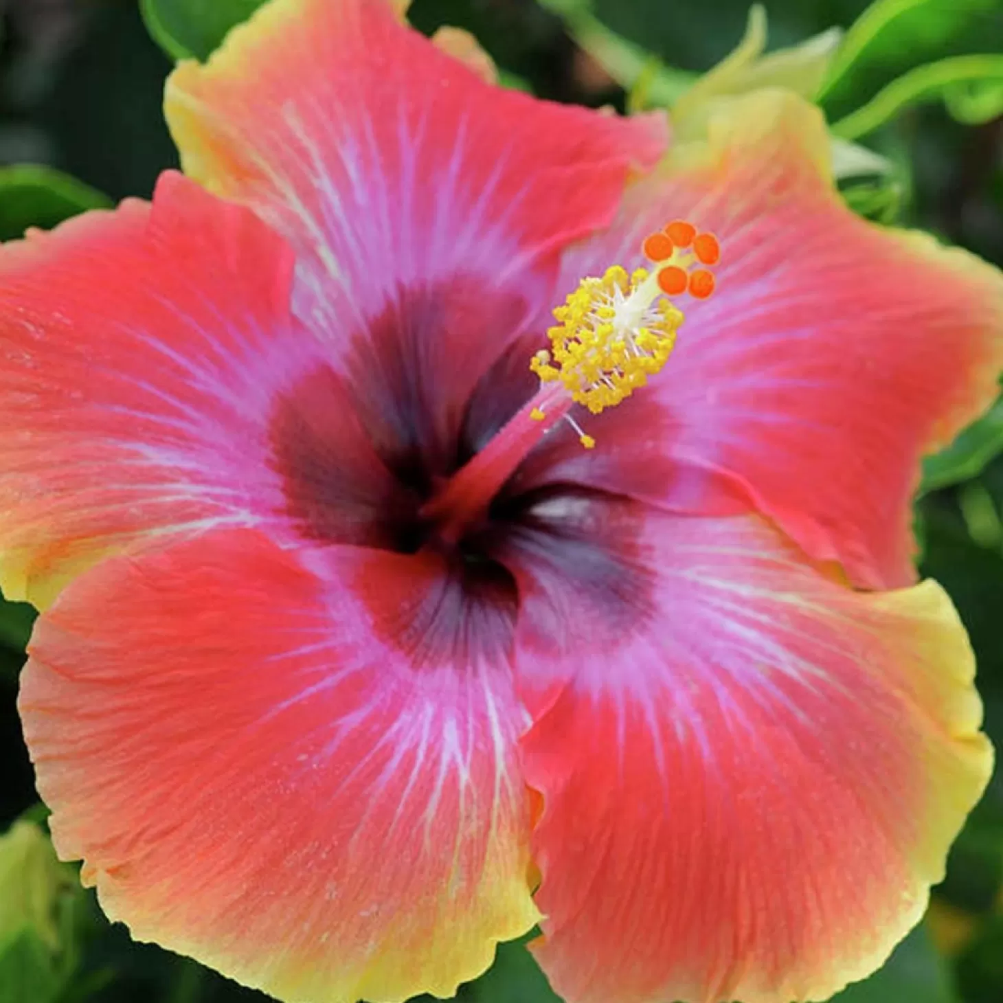 Landscape Plants>Roger's Gardens Hibiscus Rosa-S. 'Fiesta - Fiesta - Fiesta Hibiscus - 1 Gallon