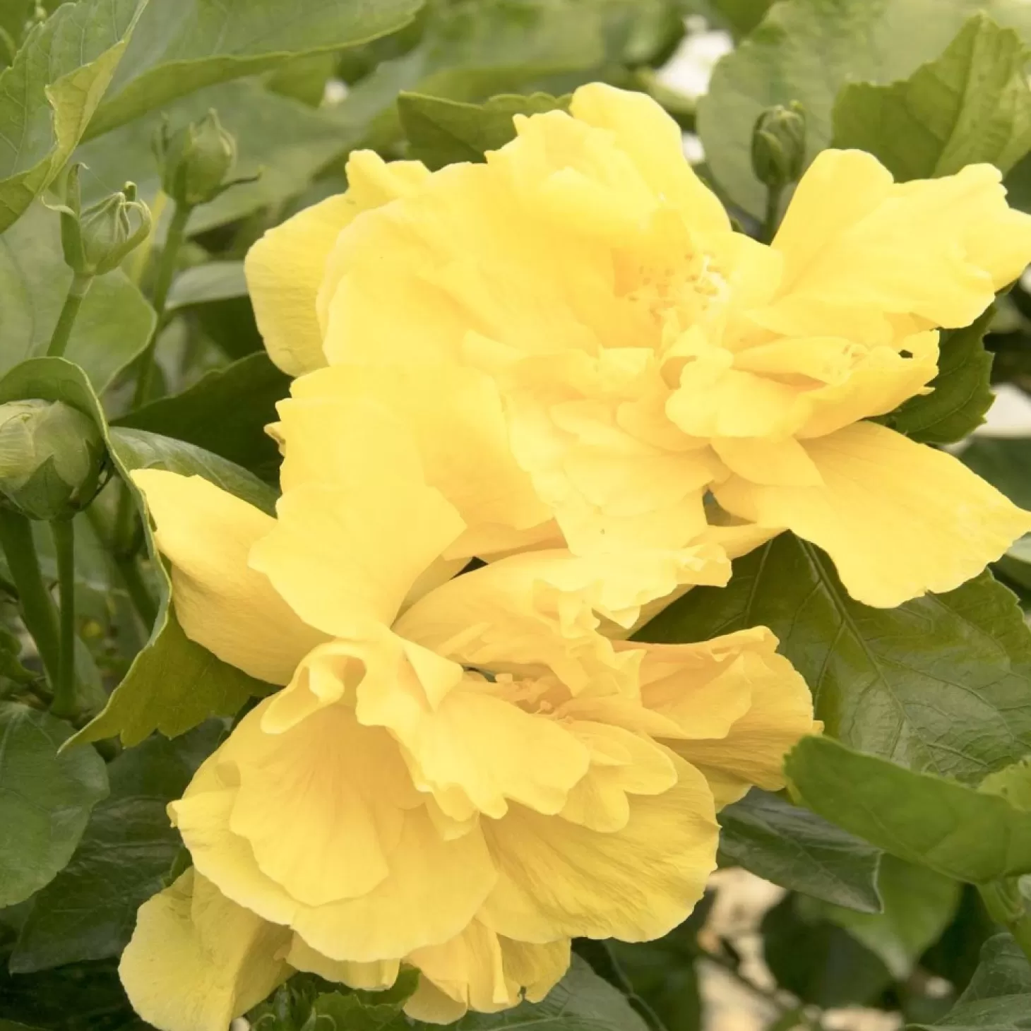 Landscape Plants>Roger's Gardens Hibiscus Rosa-S. 'Fullmoon'® - Fullmoon Hibiscus - Patio Tree - 5 Gallon