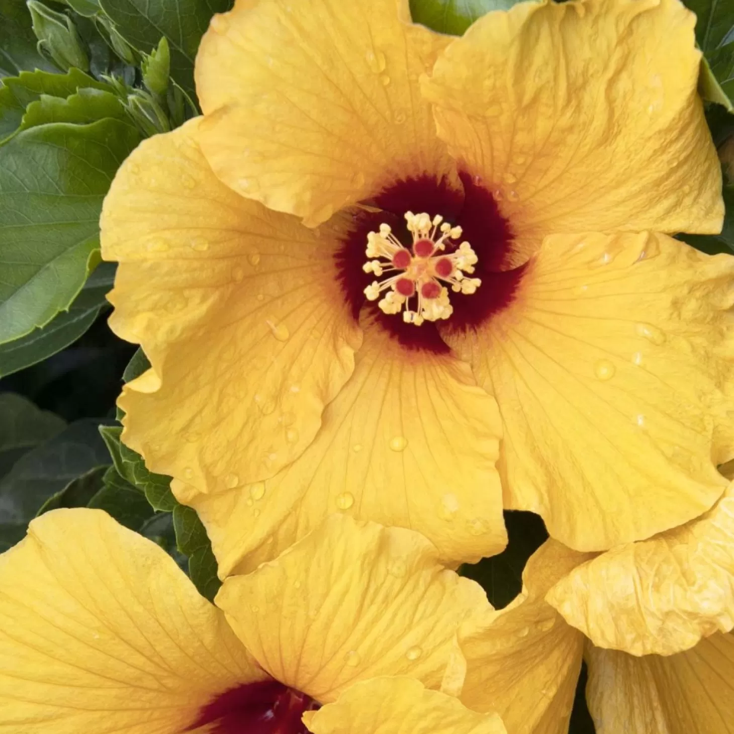 Landscape Plants>Roger's Gardens Hibiscus Rosa-S. 'Jazzy Jewel Gold'® Ppaf - 5 Gallon