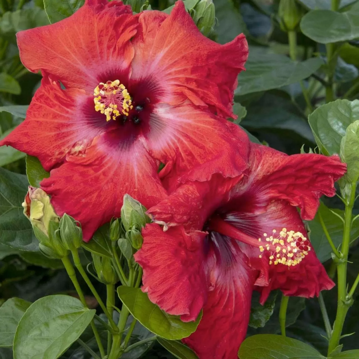 Landscape Plants>Roger's Gardens Hibiscus Rosa-S. 'Jazzy Jewel Ruby'® Ppaf - 5 Gallon