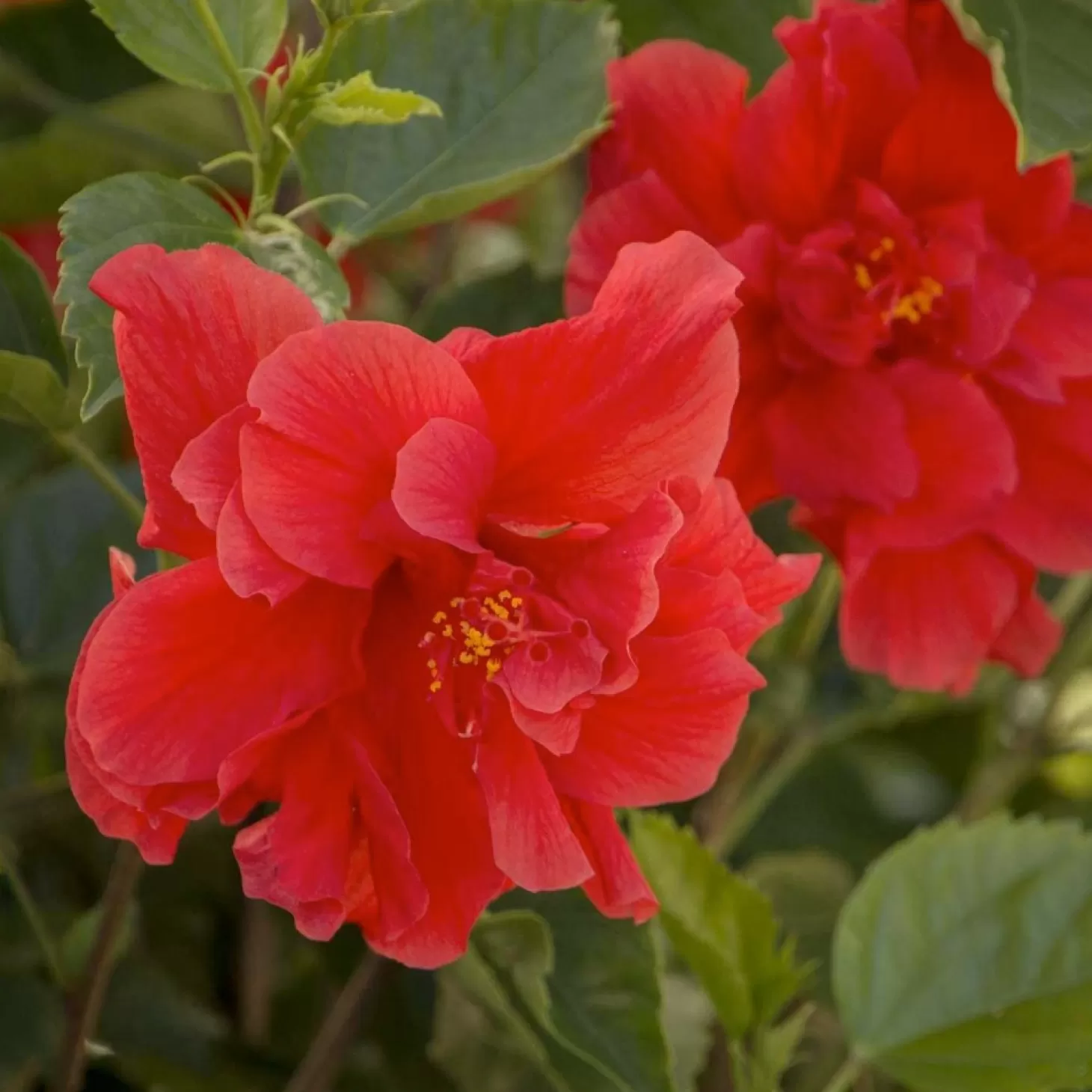 Landscape Plants>Roger's Gardens Hibiscus Rosa-S. 'Red Dragon'® - Red Dragon Hibiscus - 1 Gallon