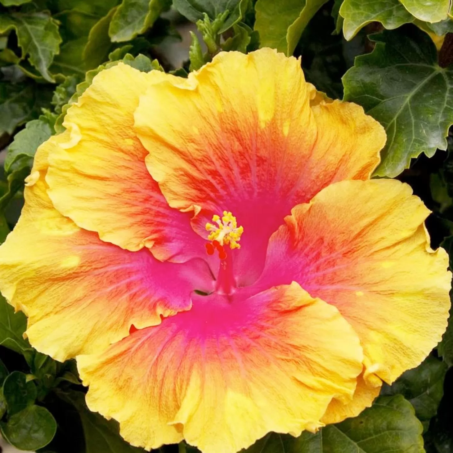 Landscape Plants>Roger's Gardens Hibiscus Rosa-S. 'The Path' - The Path Hibiscus - 5 Gallon