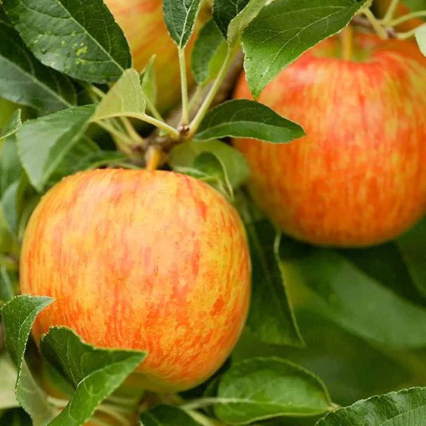 Landscape Plants>Roger's Gardens Honeycrisp Apple - 10 Gallon